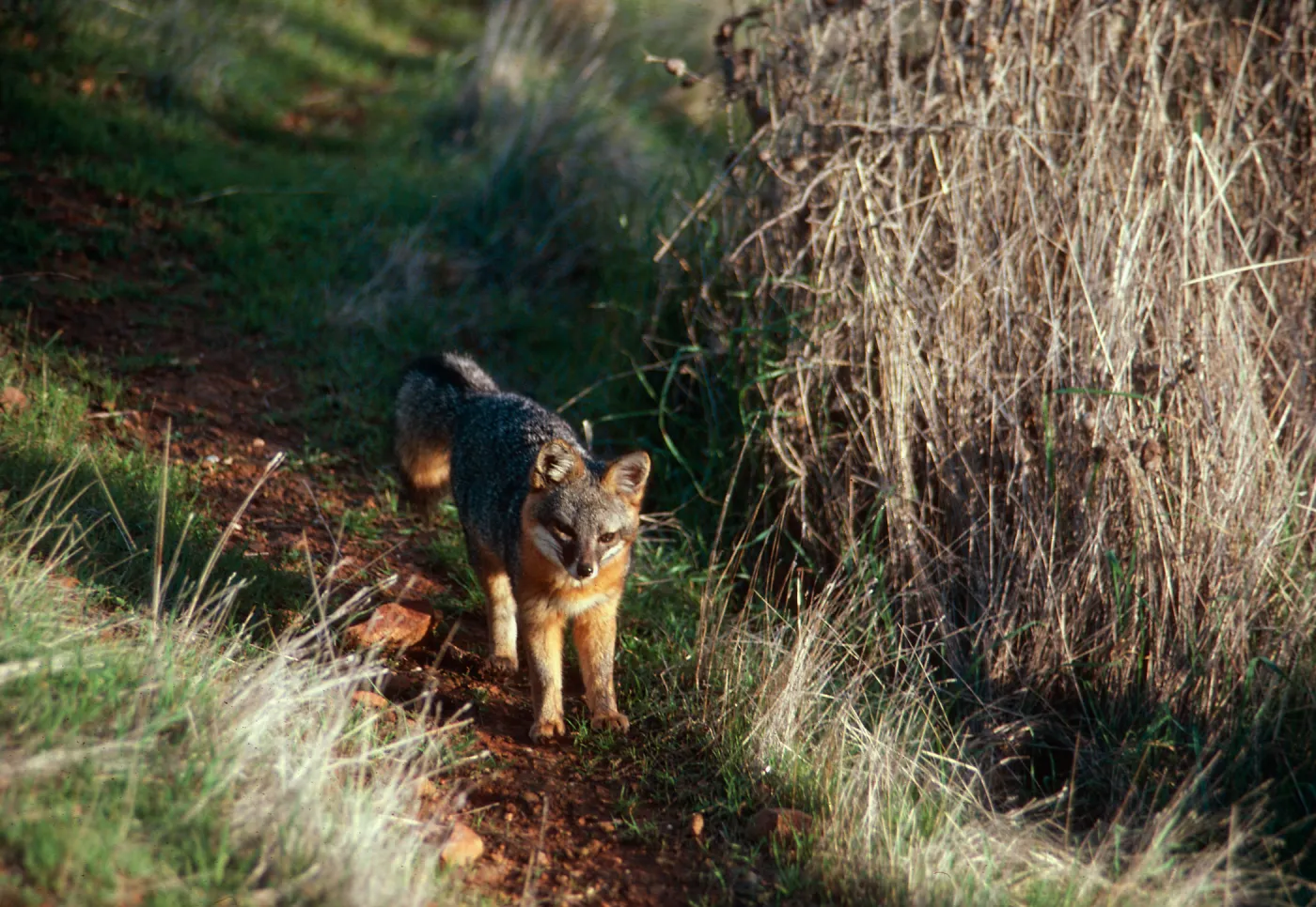 Island Fox, South Ridge Road, Santa Cruz Island