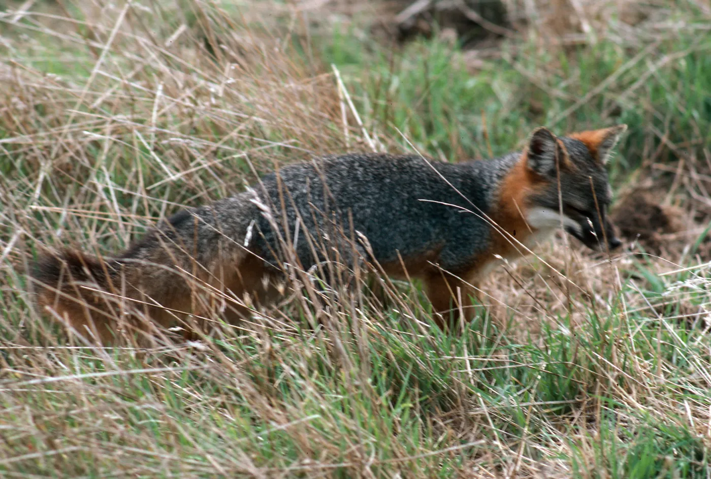 Island Fox, East of China Pines, Santa Cruz Island