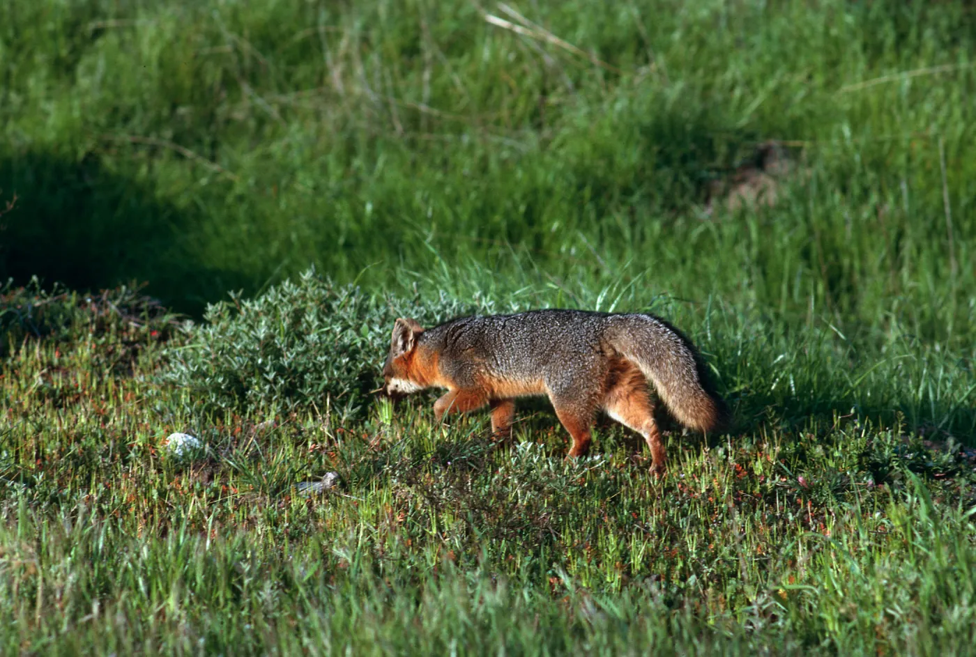 Island Fox, East of Christy Ranch, Santa Cruz Island