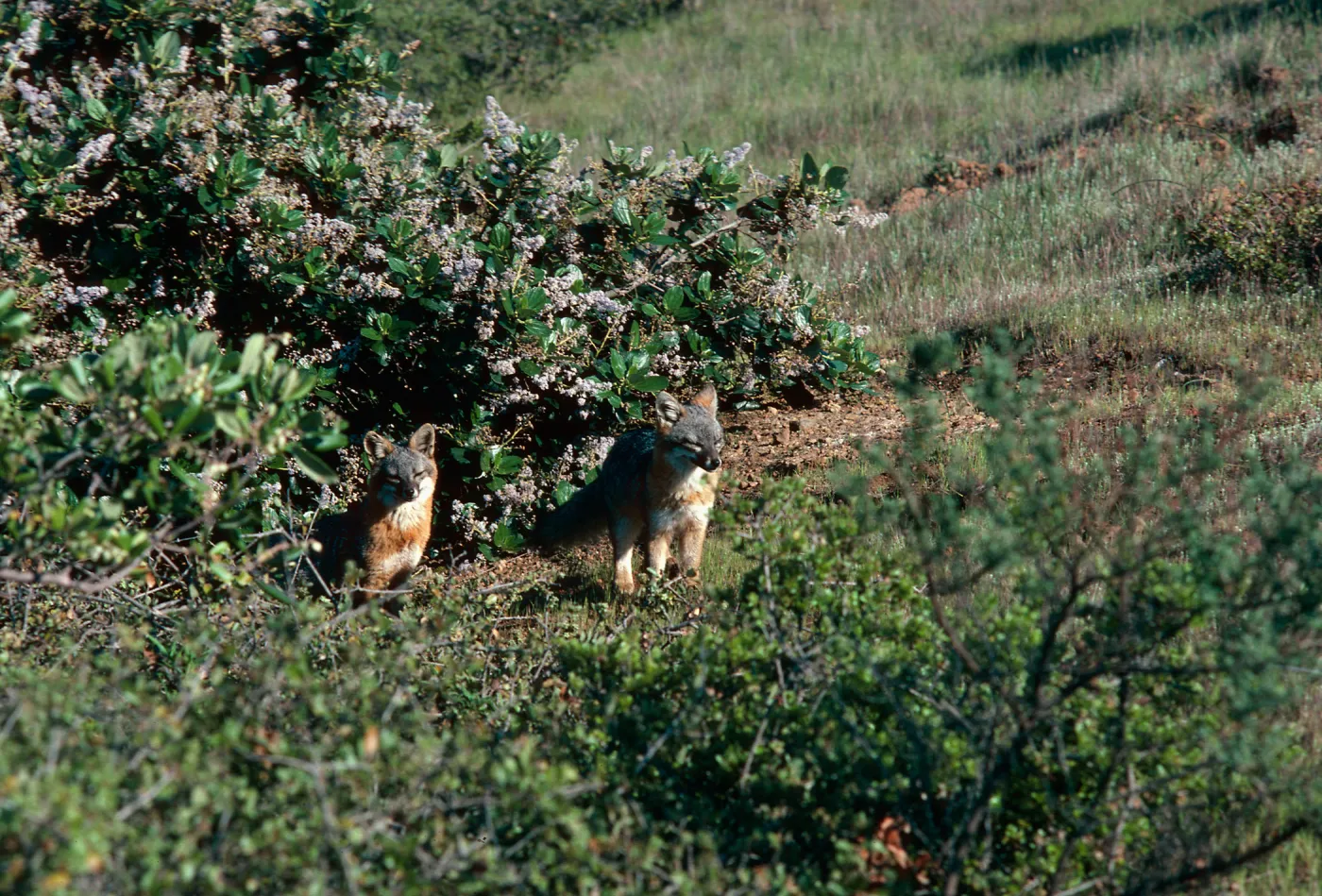 Island Foxes, South Ridge Road, Christy Pines, Santa Cruz Island