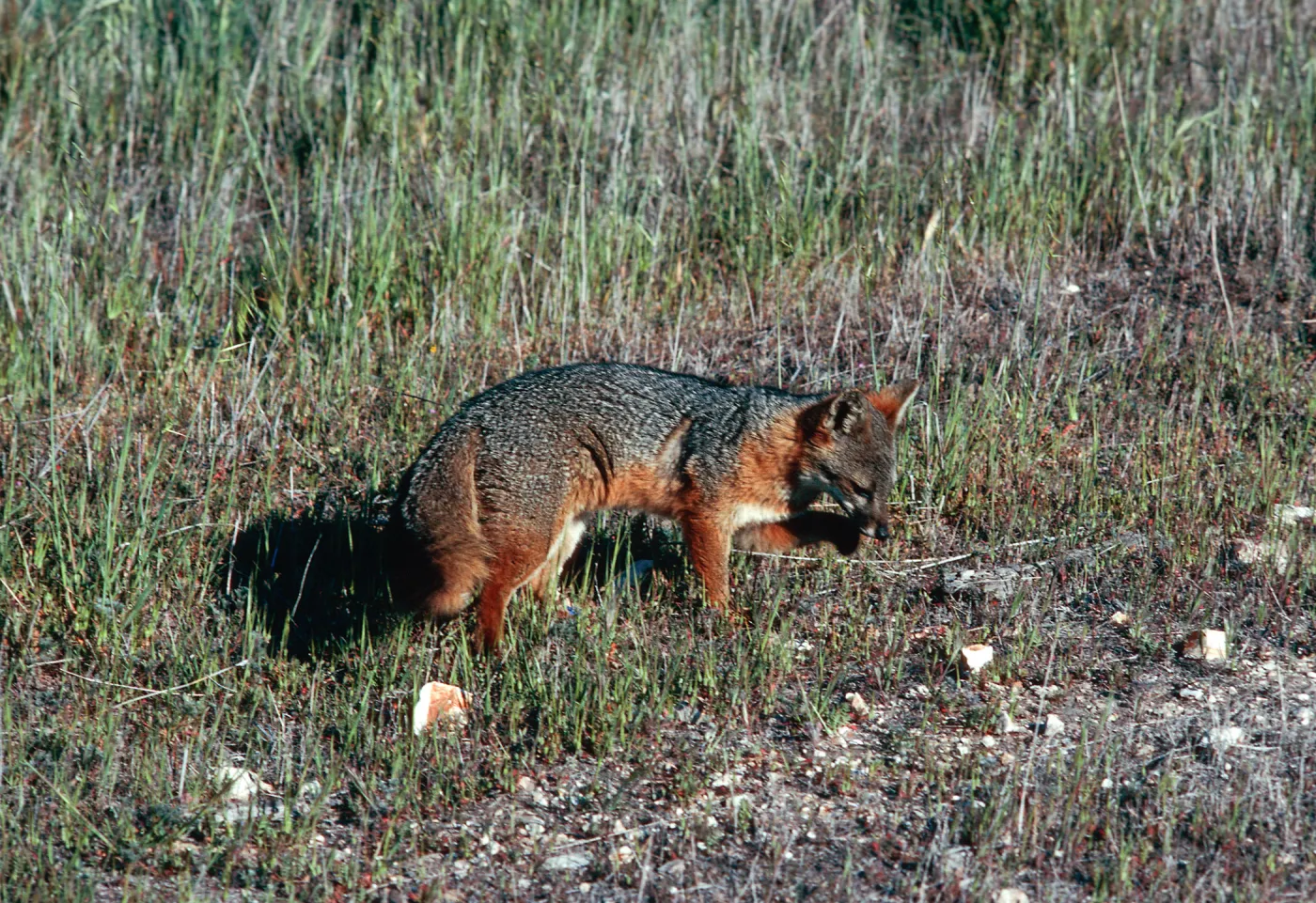 fox, East of navy base, Santa Cruz Island