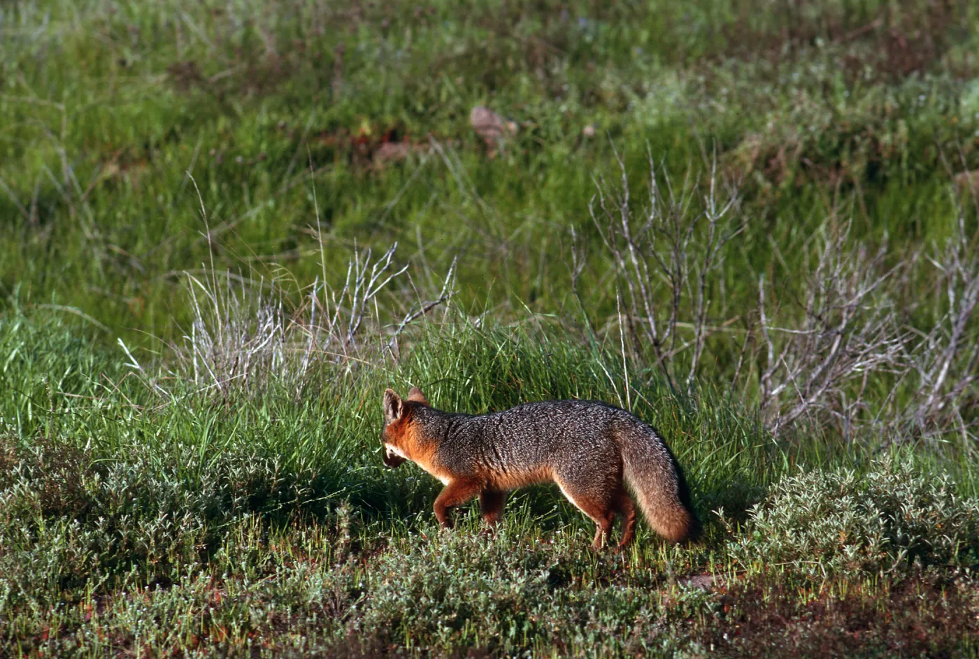 Island Fox, East of Christy Ranch, Santa Cruz Island