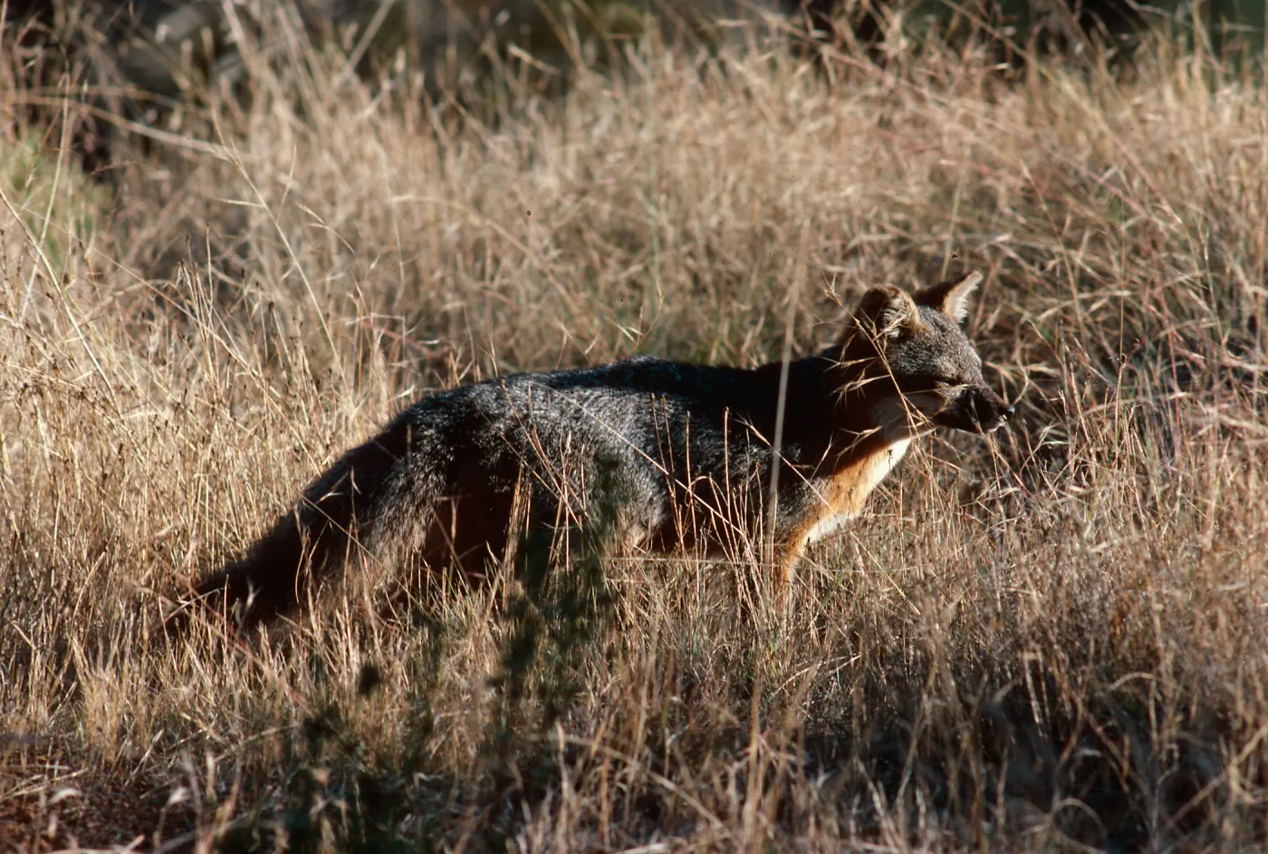 Island Fox, Santa Cruz Island