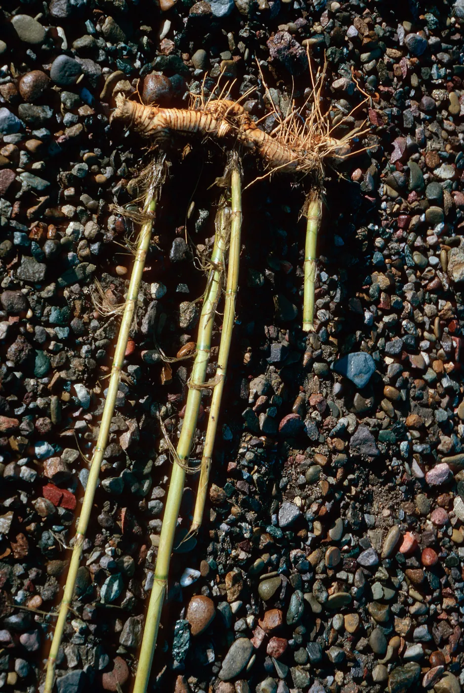 Arundo donax roots, Sauces Beach, Santa Cruz Island