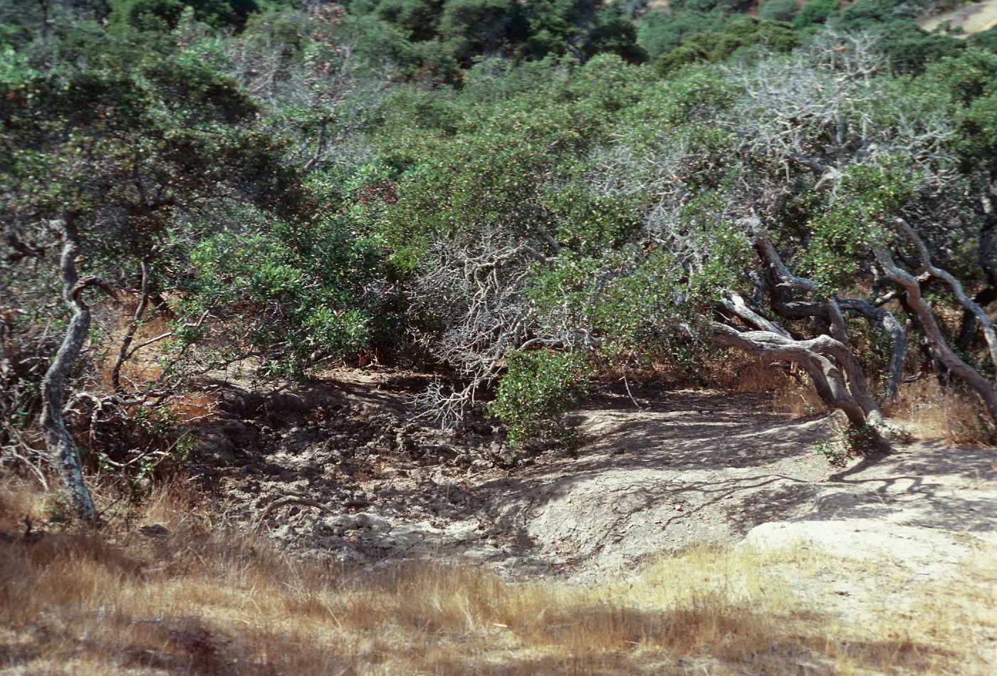 pig wallow, Casa Vieja, Santa Cruz Island