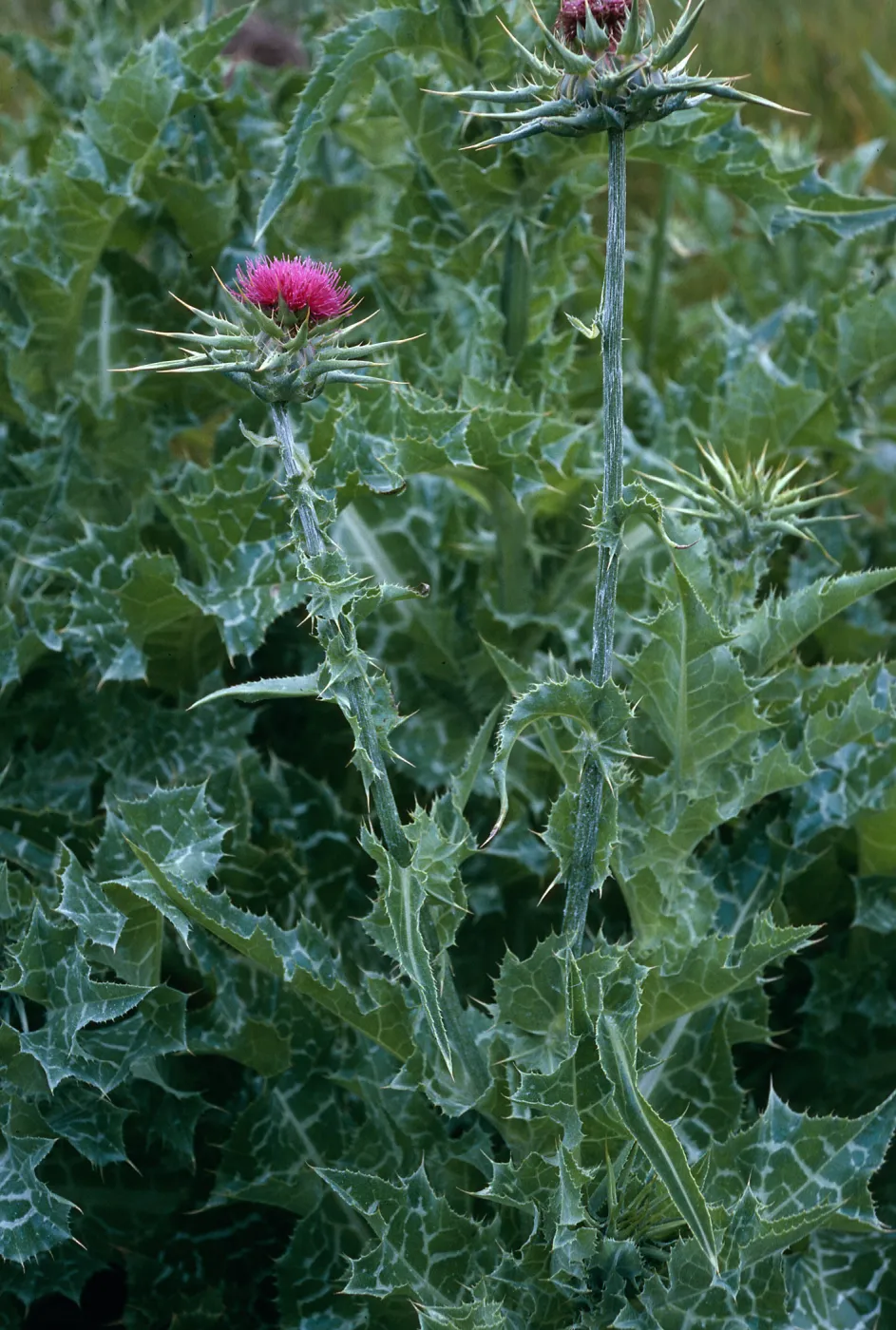 Silybum marianum, Pozo Canyon, Santa Cruz Island