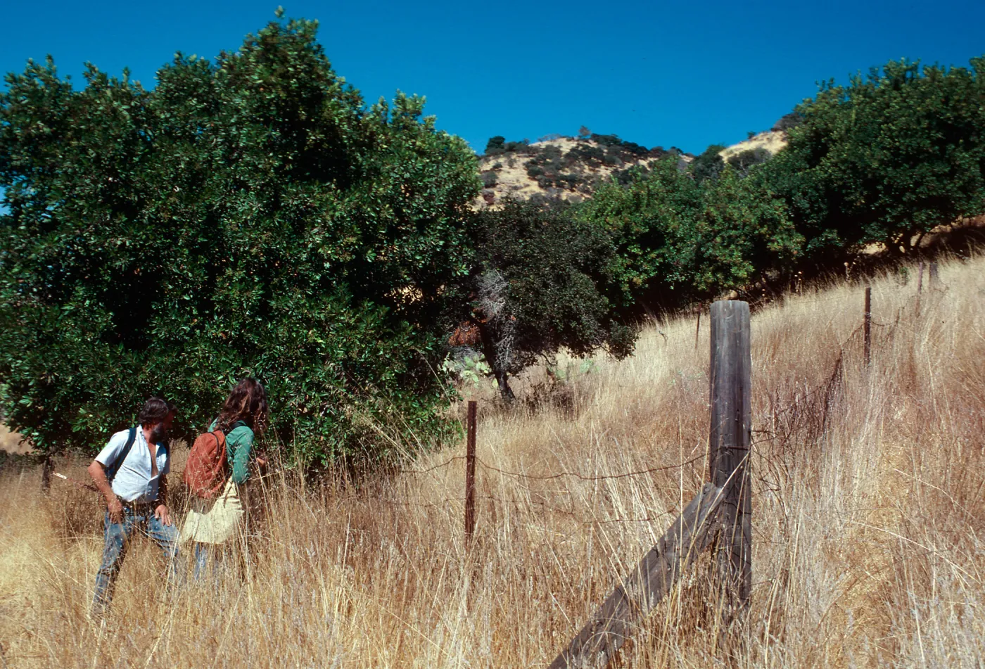 Brumbaugh enclosure, North of field station, Santa Cruz Island
