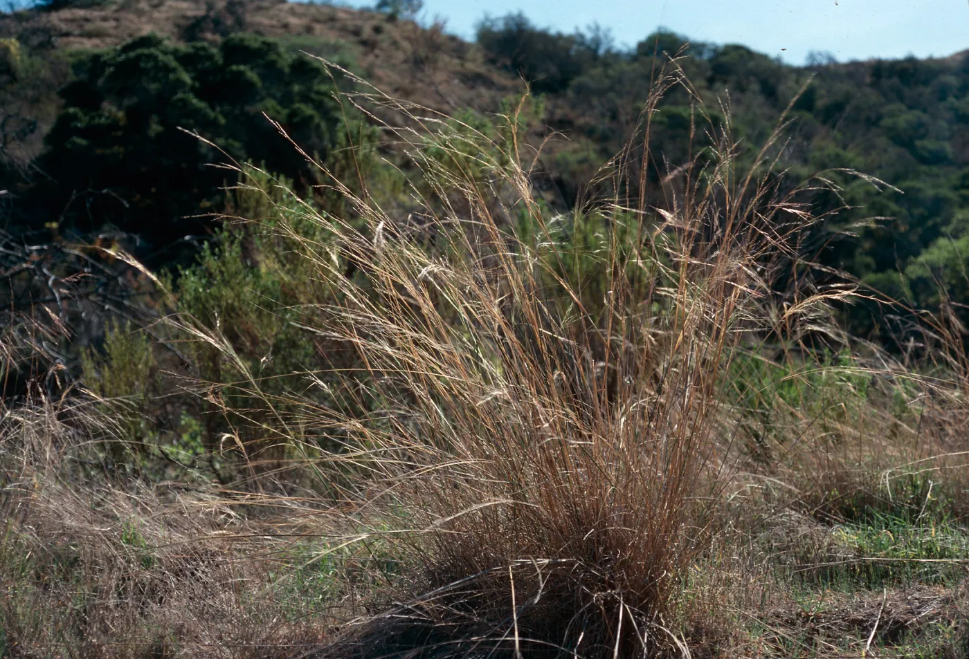 Oryzopsis miliacea, Cañada Del Portezuela, Santa Cruz Island