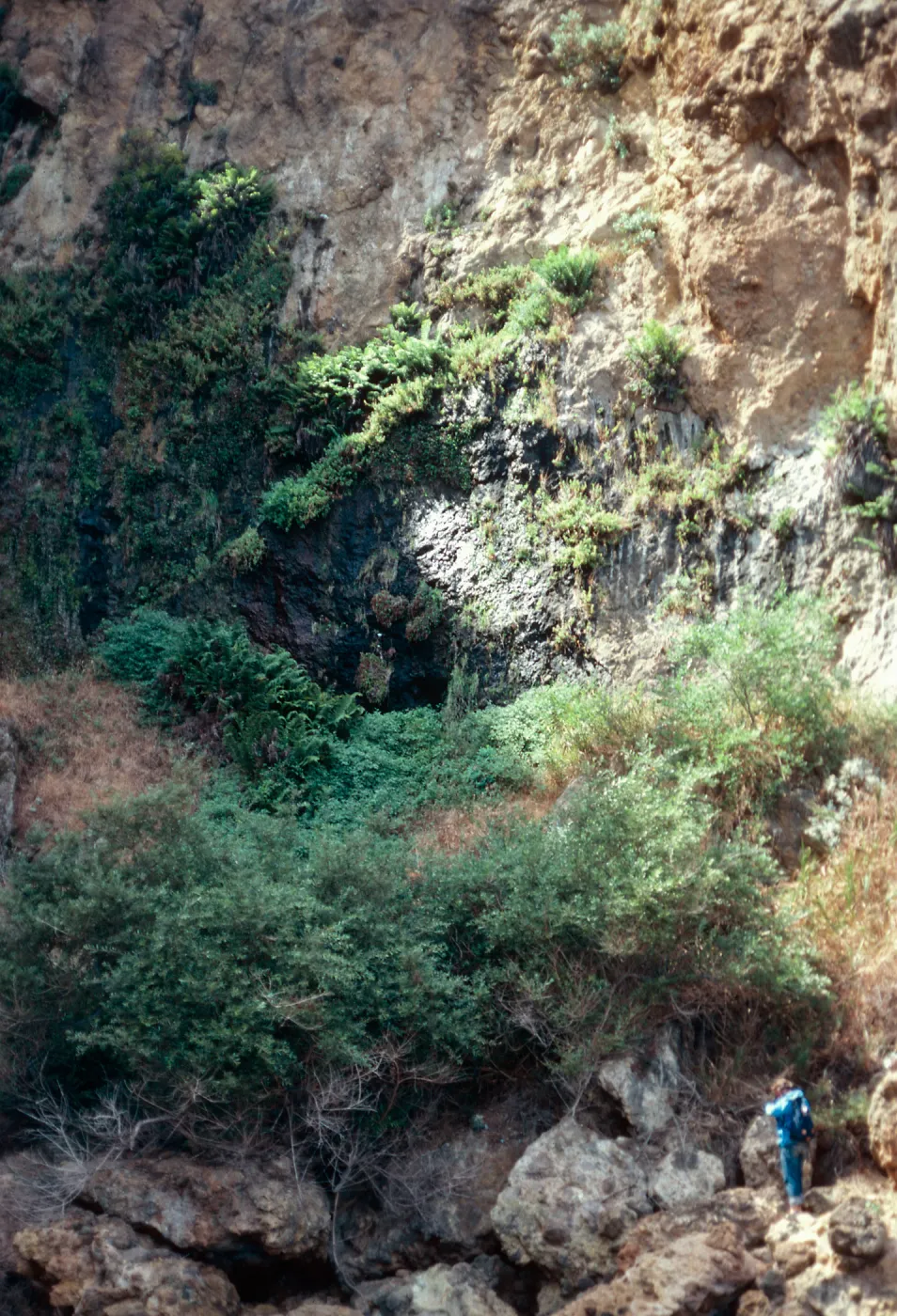 seep. 2nd cove, East of Frys Harbor, Santa Cruz Island