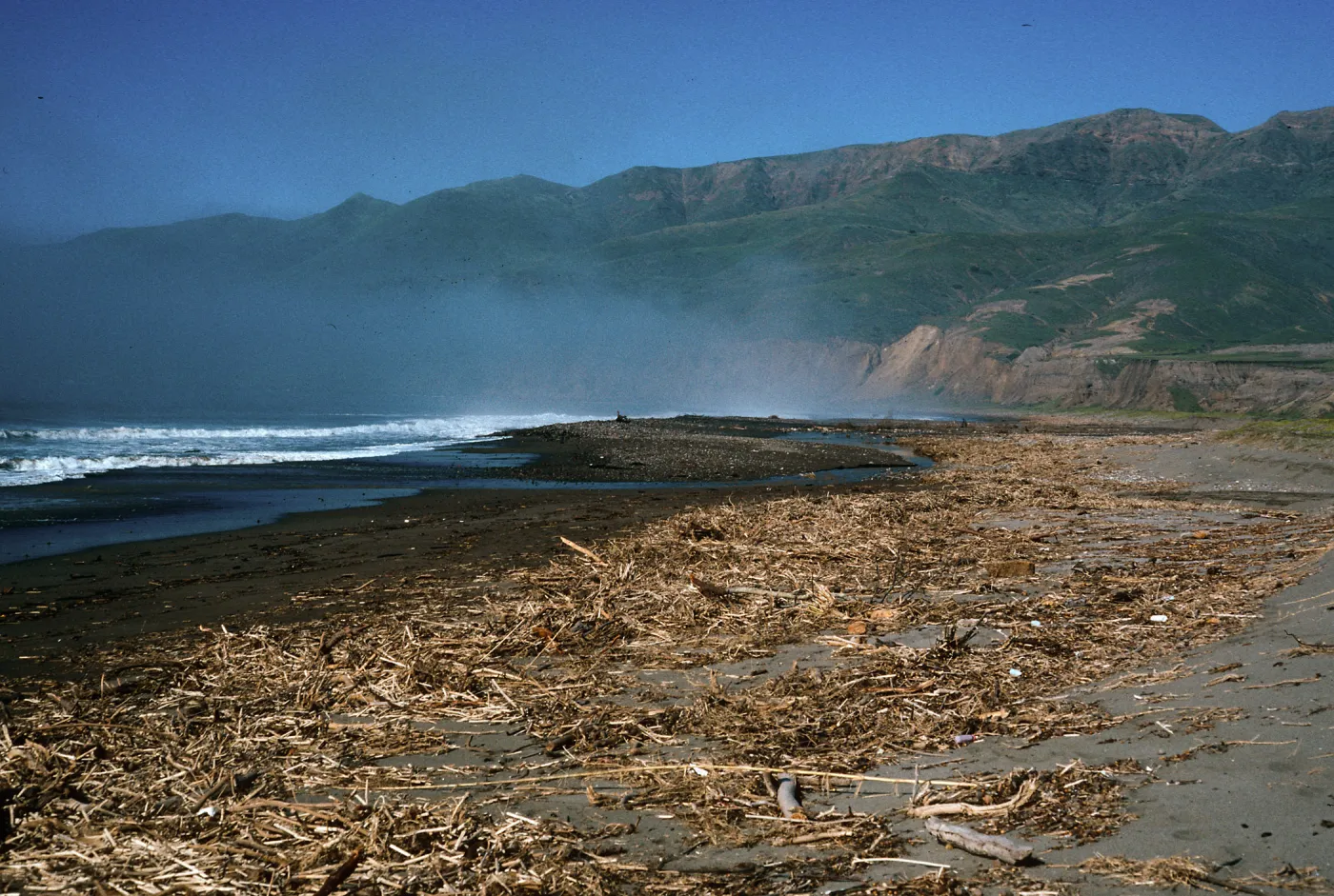fennel washed up on Christy Beach after storms, Santa Cruz Island