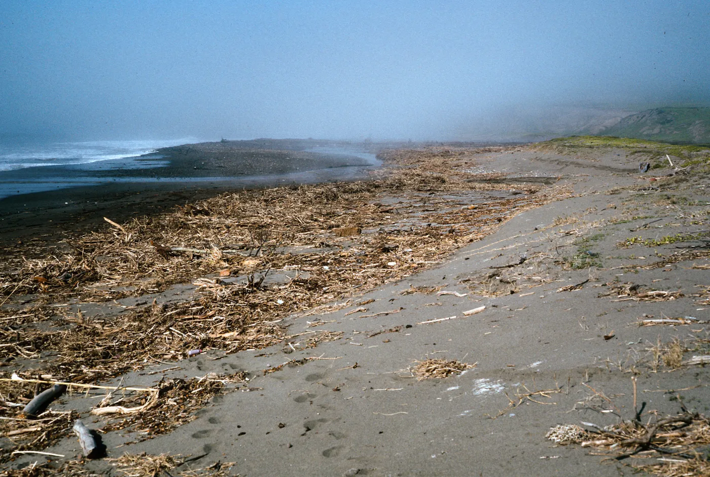 fennel washed up on Christy Beach after storms, Santa Cruz Island