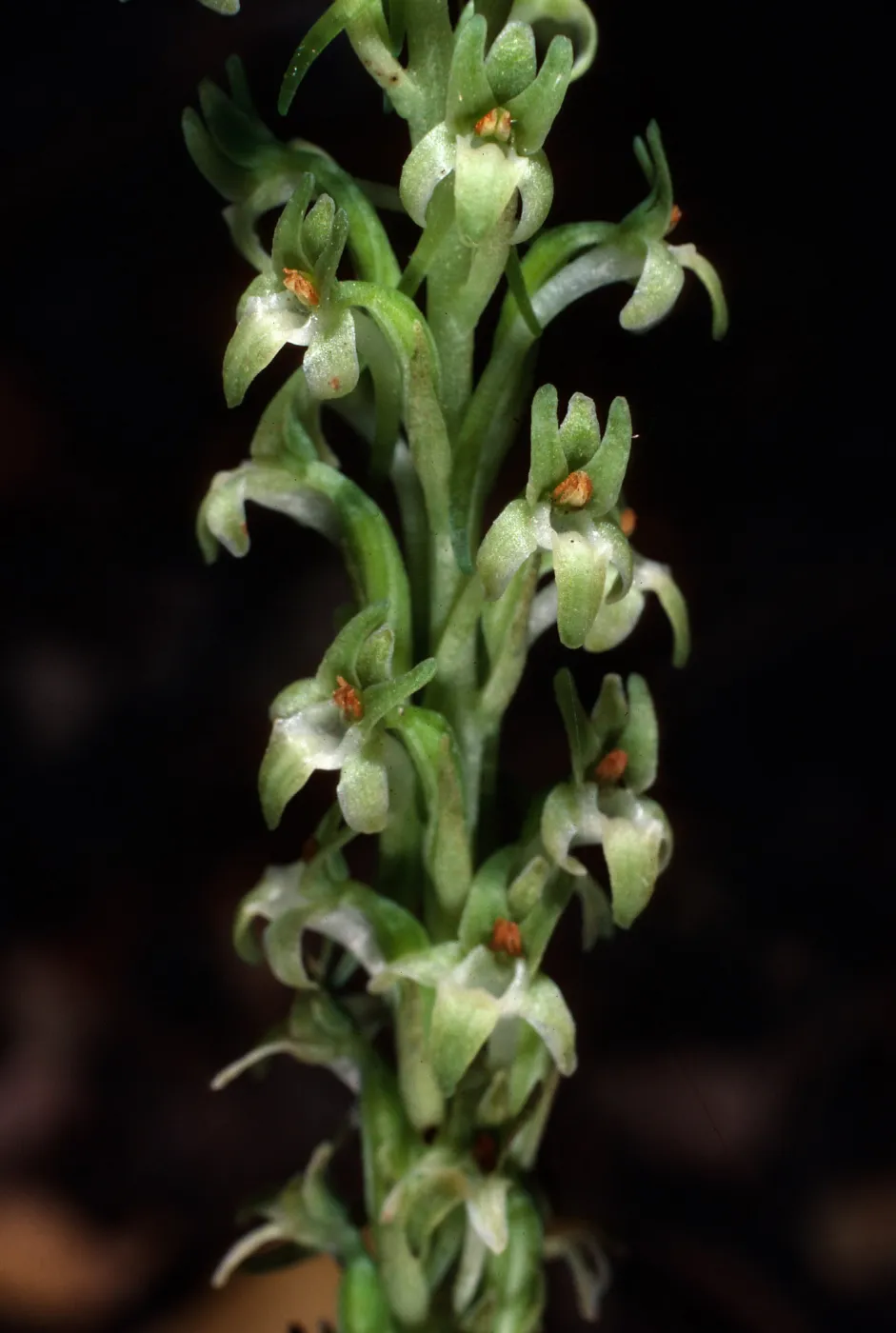 Piperia elongata, Islay Canyon Ironwoods, Santa Cruz Island