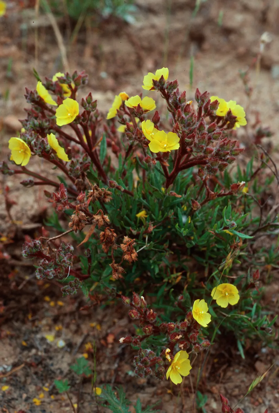 Helianthemum greenei, South ridge, 1 mile East of Christy Beach, Santa Cruz Island