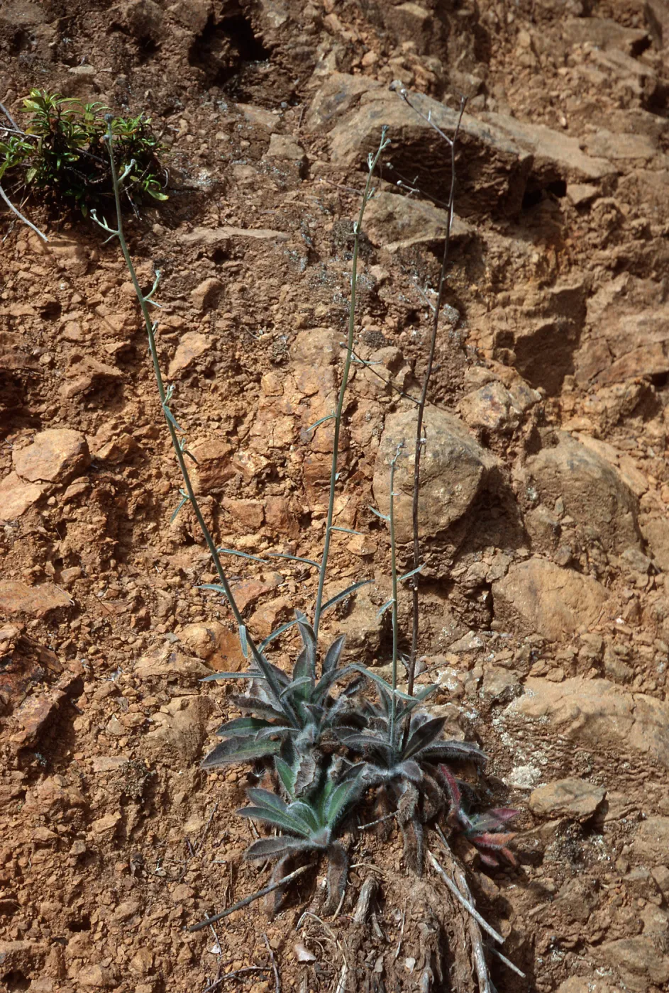 Hieracium, Cañada Del Portezuela, Santa Cruz Island
