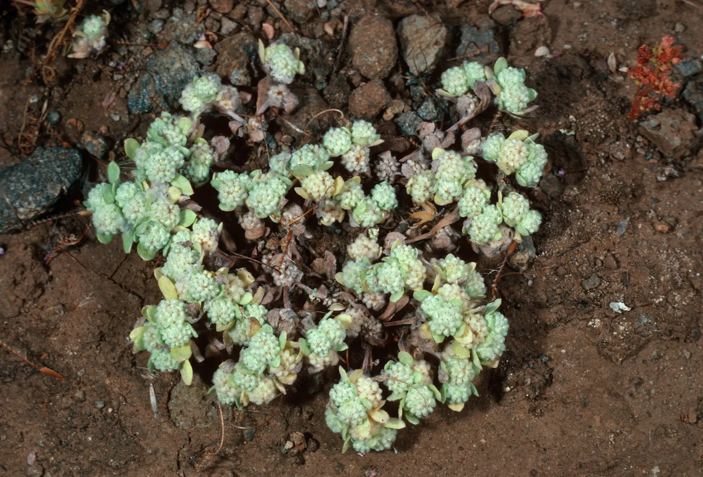 Psilocarphus, ¾ mile West of Picacho Diablo, Santa Cruz Island