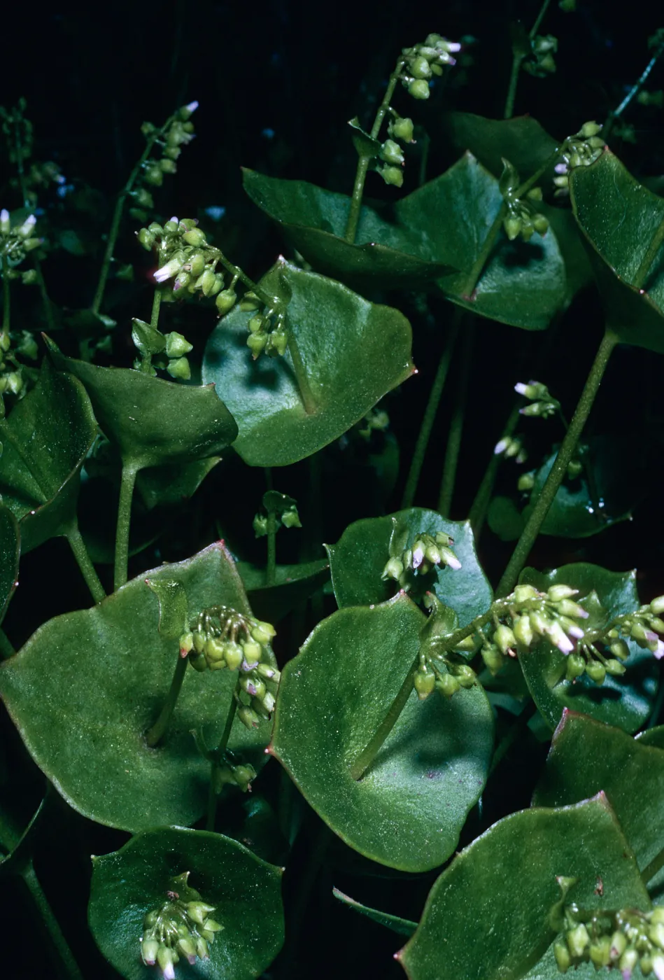 Claytonia perfoliata, Calle Poniente, Santa Barbara
