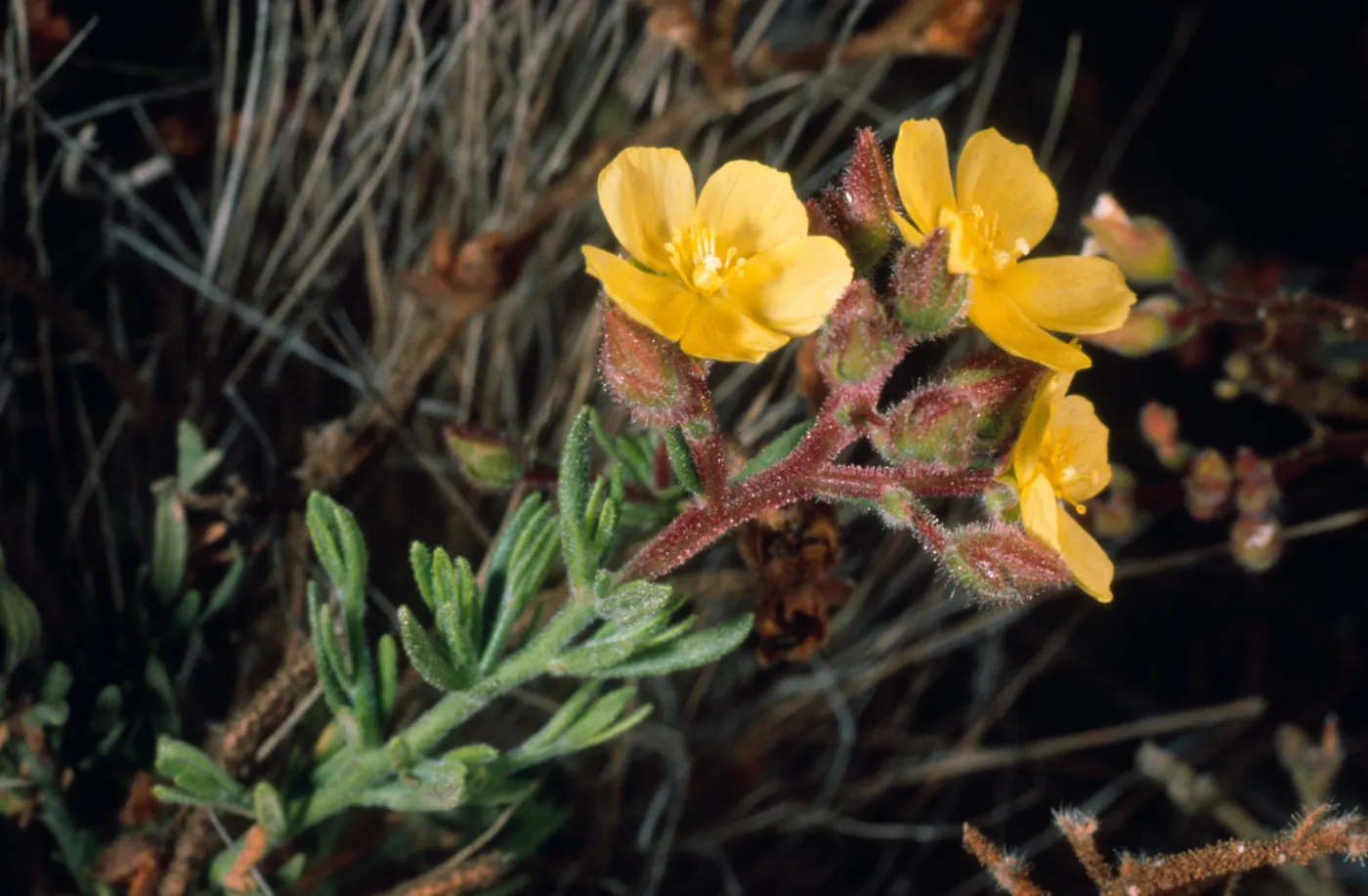 Helianthemum greenei, Duplicate, Santa Cruz Island