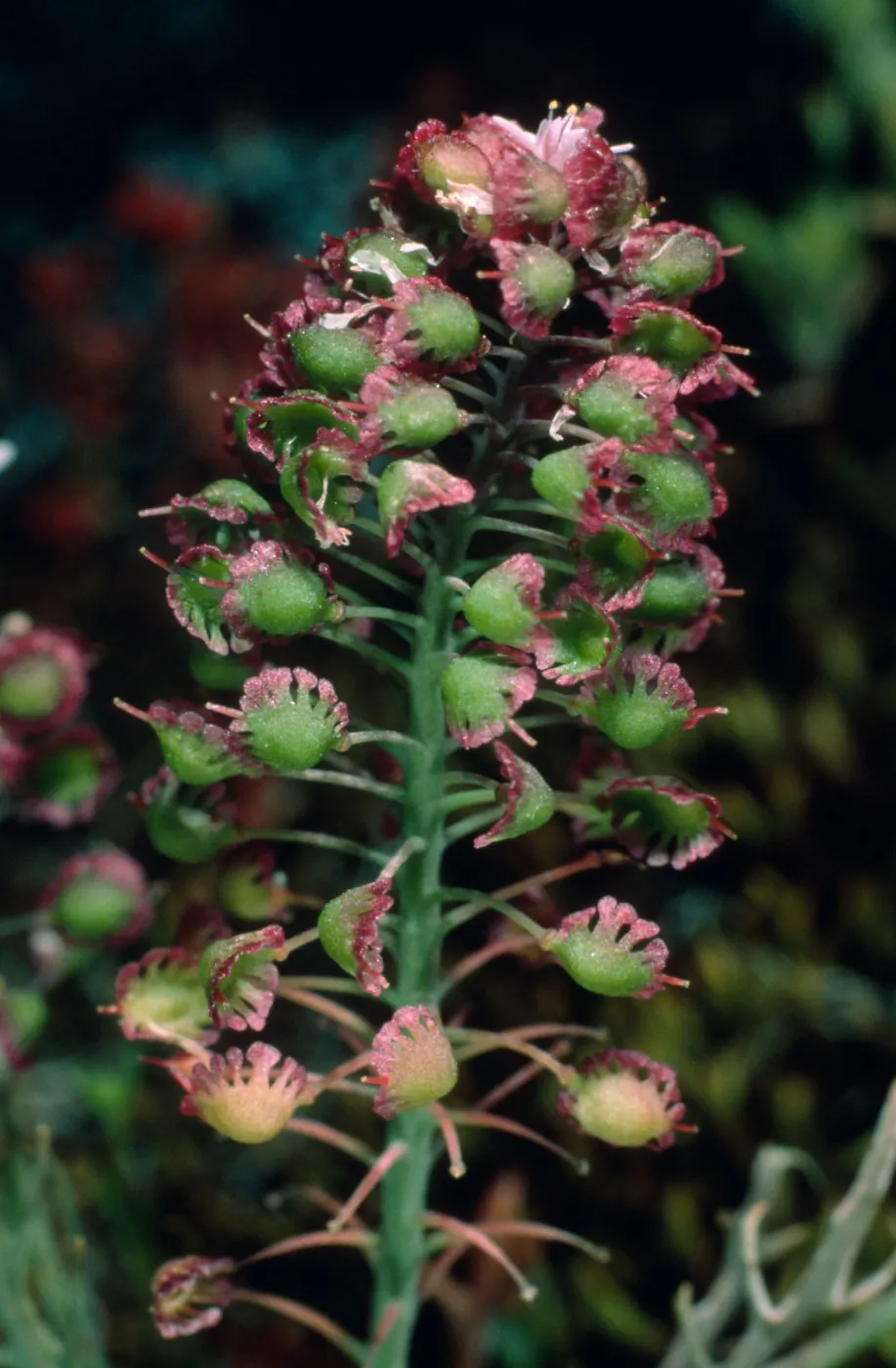 Thysanocarphus conchuliferus, Duplicate, Santa Cruz Island