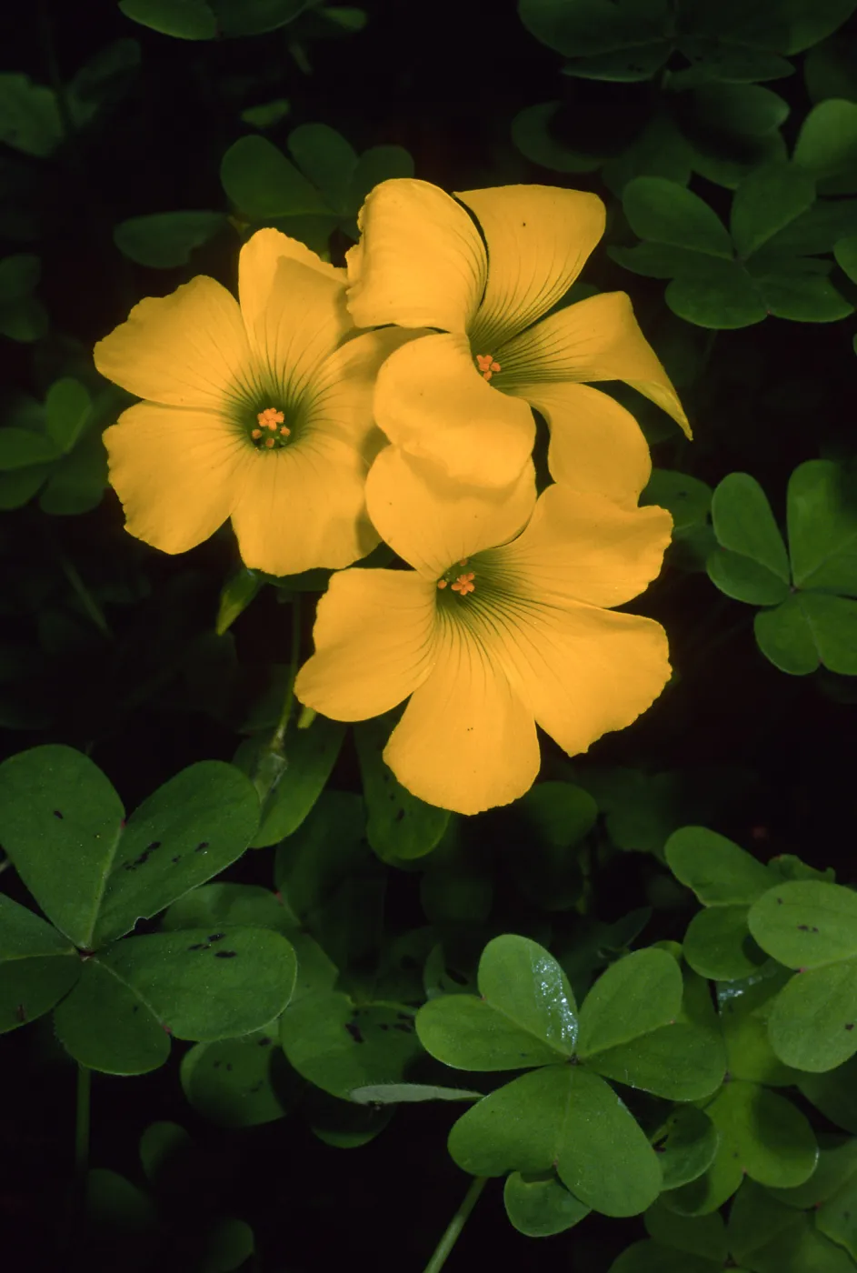 Oxalis pes-capre, Tunnel Road, Santa Baarbara County