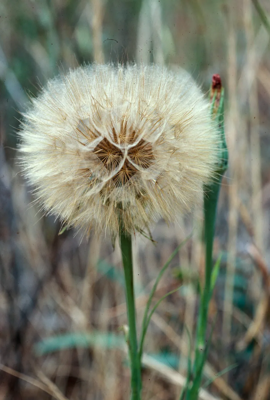 Tragapogon porrifolius, 1140 Tunnel Road, Santa Barbara County