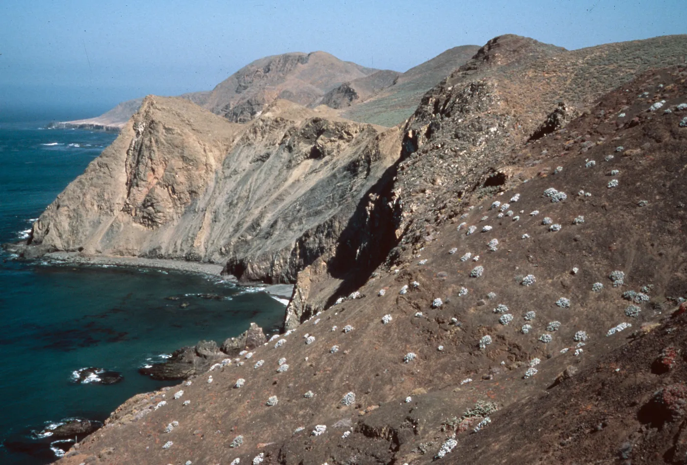 Viguiera lanata, W-facing bluffs in central part of island, Natividad Island