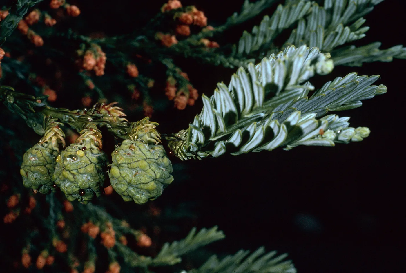 Rancho Santa Ana Botanic Garden