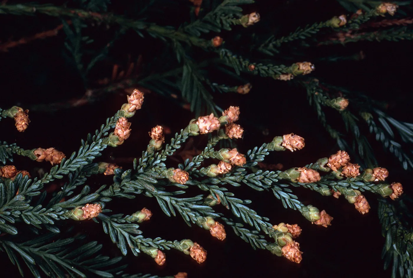 Rancho Santa Ana Botanic Garden