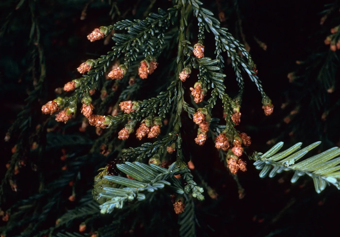 Rancho Santa Ana Botanic Garden