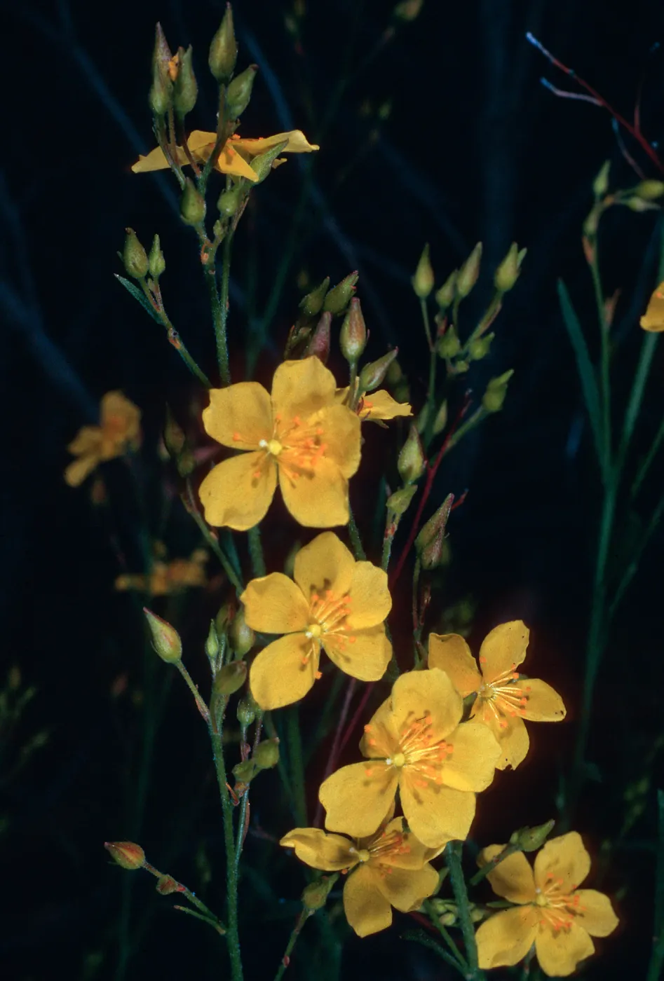 Helianthemum scoparium, Jesusita Trail, Santa Barbara County