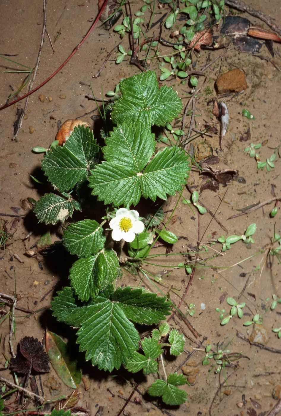 Fragaria vesca, Jualachichi Summit, Santa Barbara County