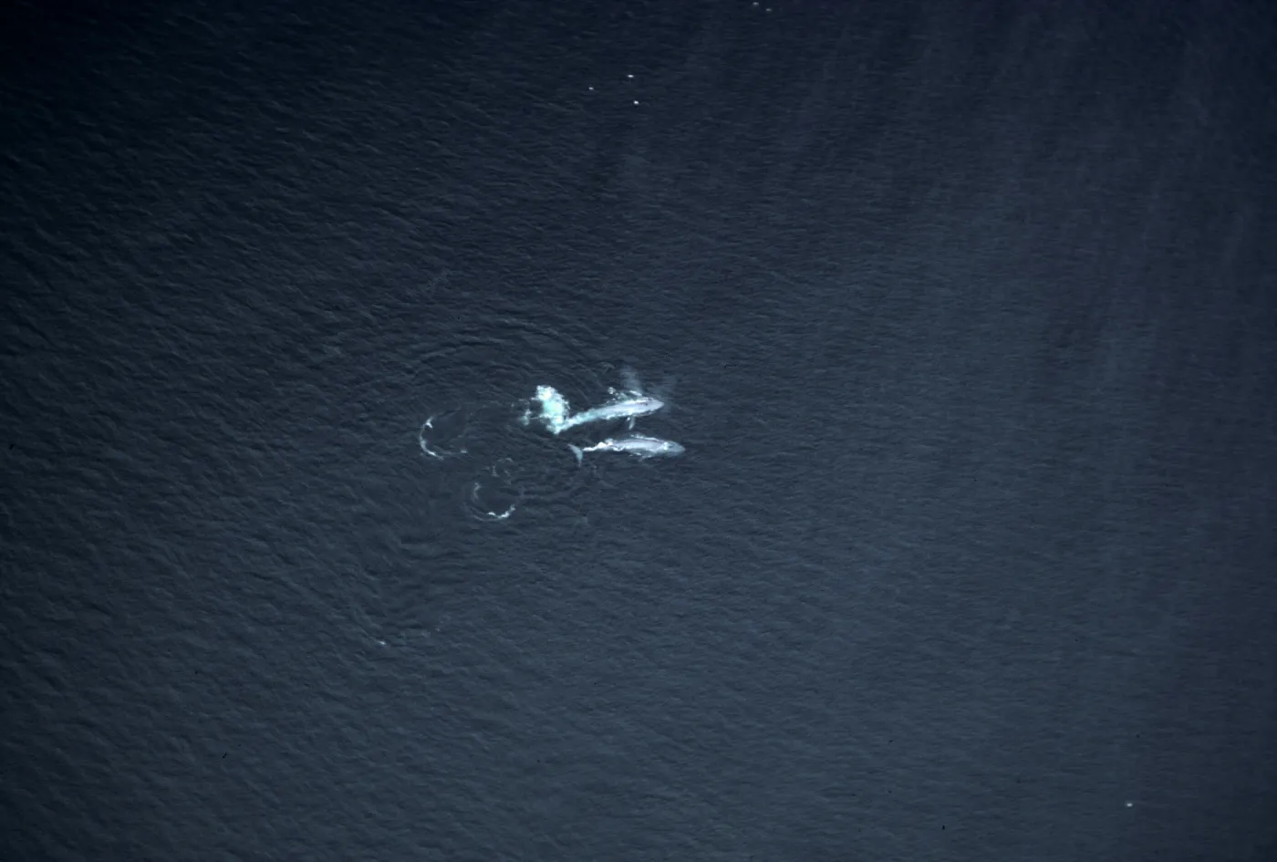 Blue Whales, Santa Barbara Channel
