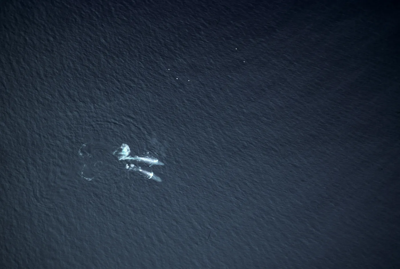 Blue Whales, Santa Barbara Channel