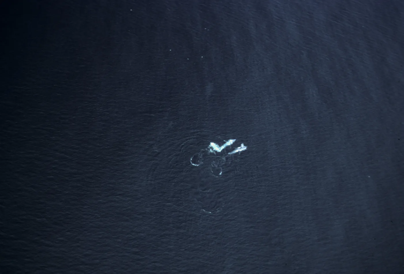Blue Whales, Santa Barbara Channel
