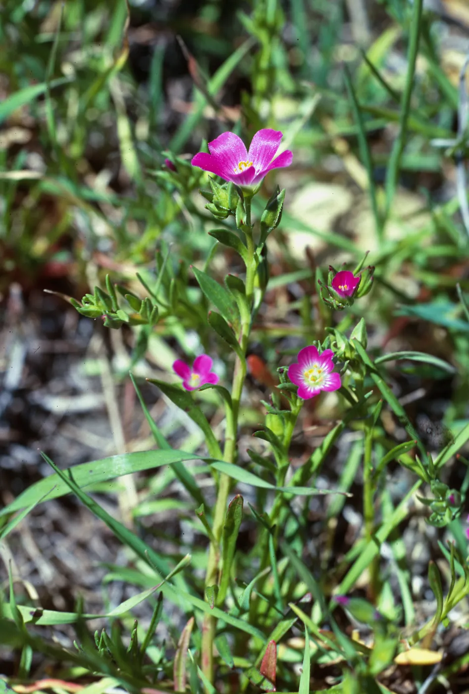 Calandrinia ciliata, De La Guerra Springs, Santa Barbara County