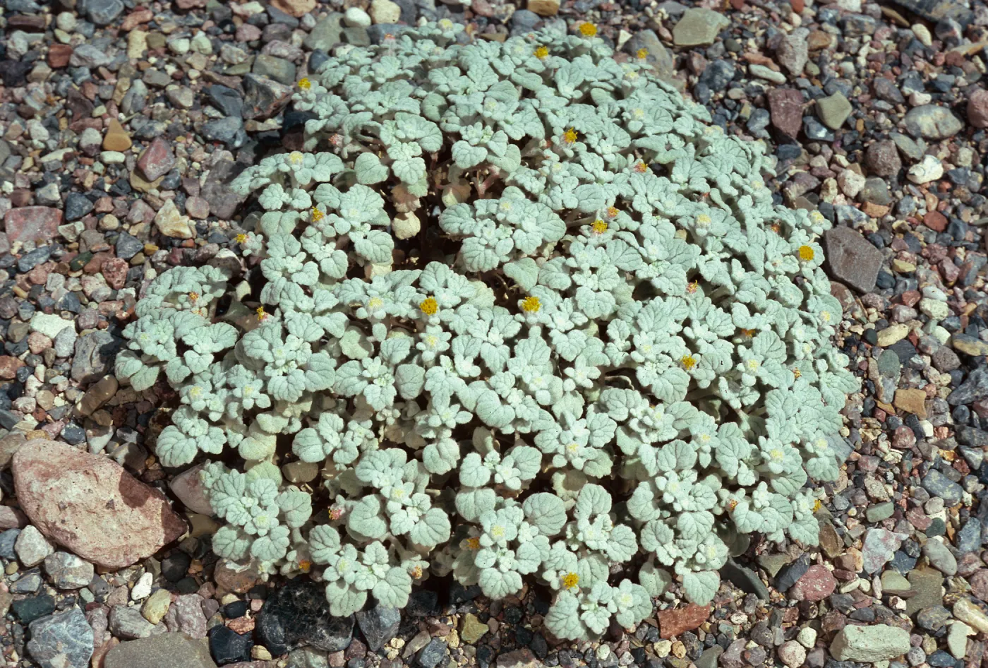 Psathyratos ramosissima, Titus Canyon, Death Valley