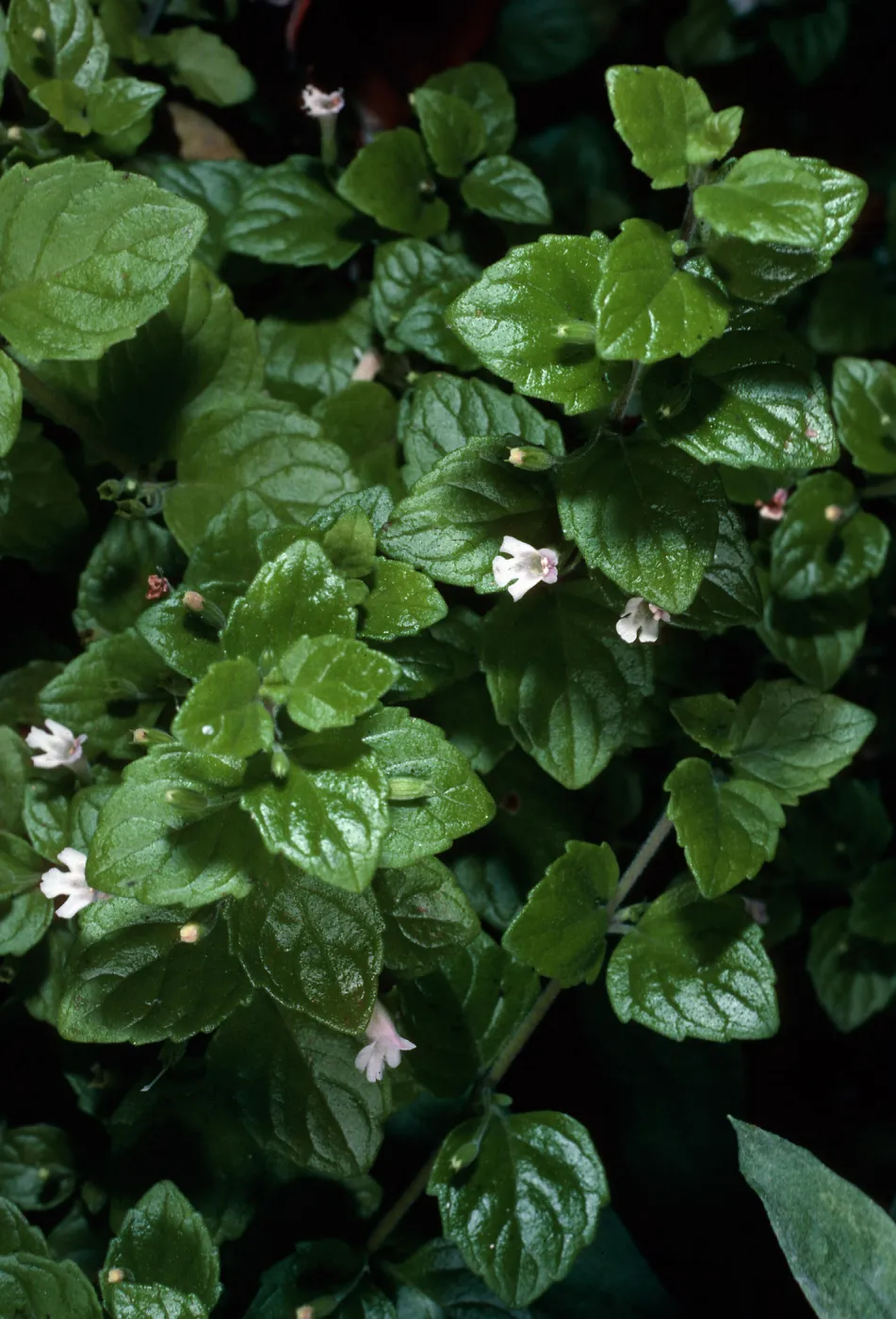 Satureja douglasii, La Purissima Mission, Lompoc, Santa Barbara County