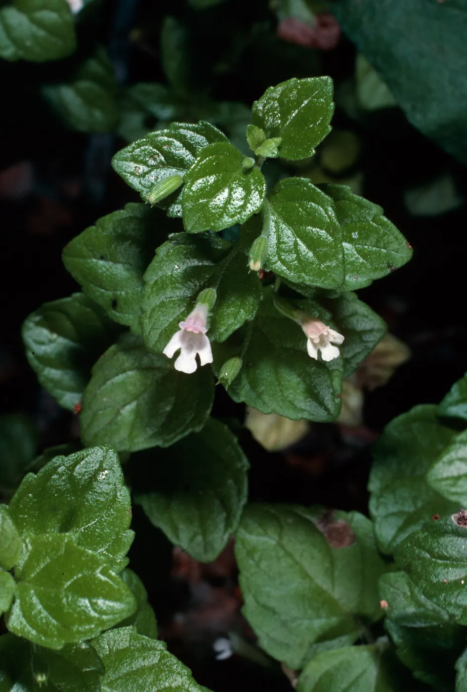 Satureja douglasii, La Purissima Mission, parking lot, Lompoc, Santa Barbara County