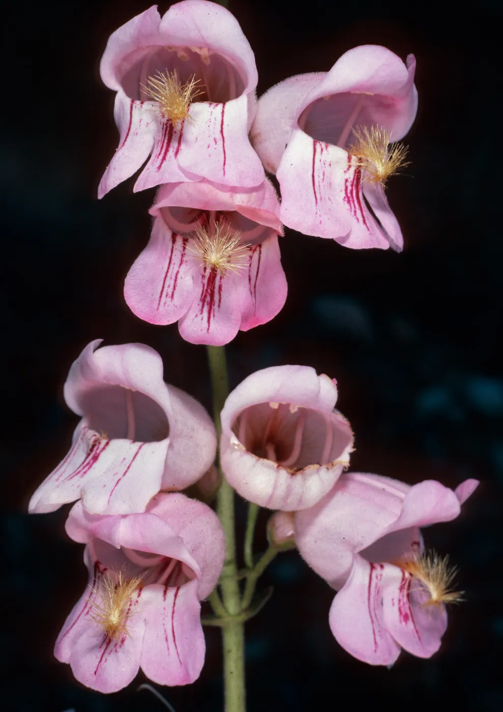 Penstemon palmeri, West of Vulcan Mine, Providence Mouhntains, Eastern Mojave Desert, San Bernardino County