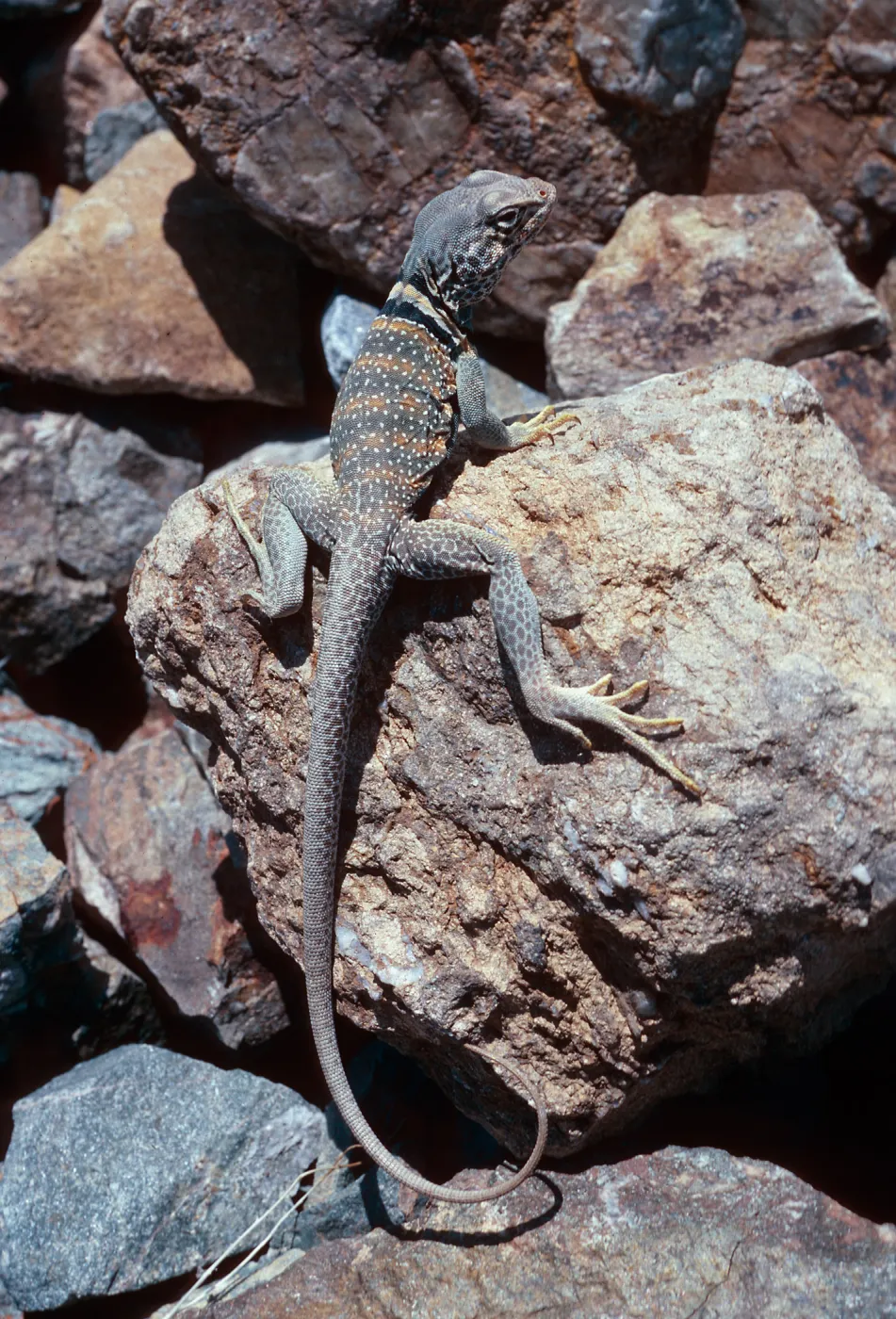 collared lizard, picnic ground 0.4 mile, west of Wildrose Spring, Panamint Mountains, Death Valley