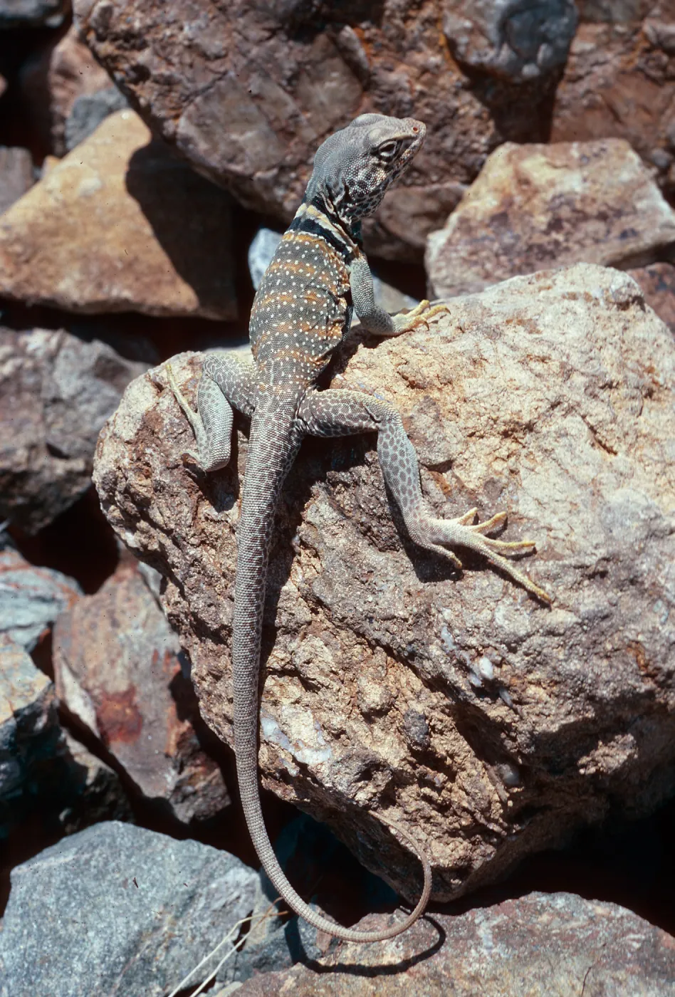 collared lizard, picnic ground 0.4 mile, west of Wildrose Spring, Panamint Mountains, Death Valley