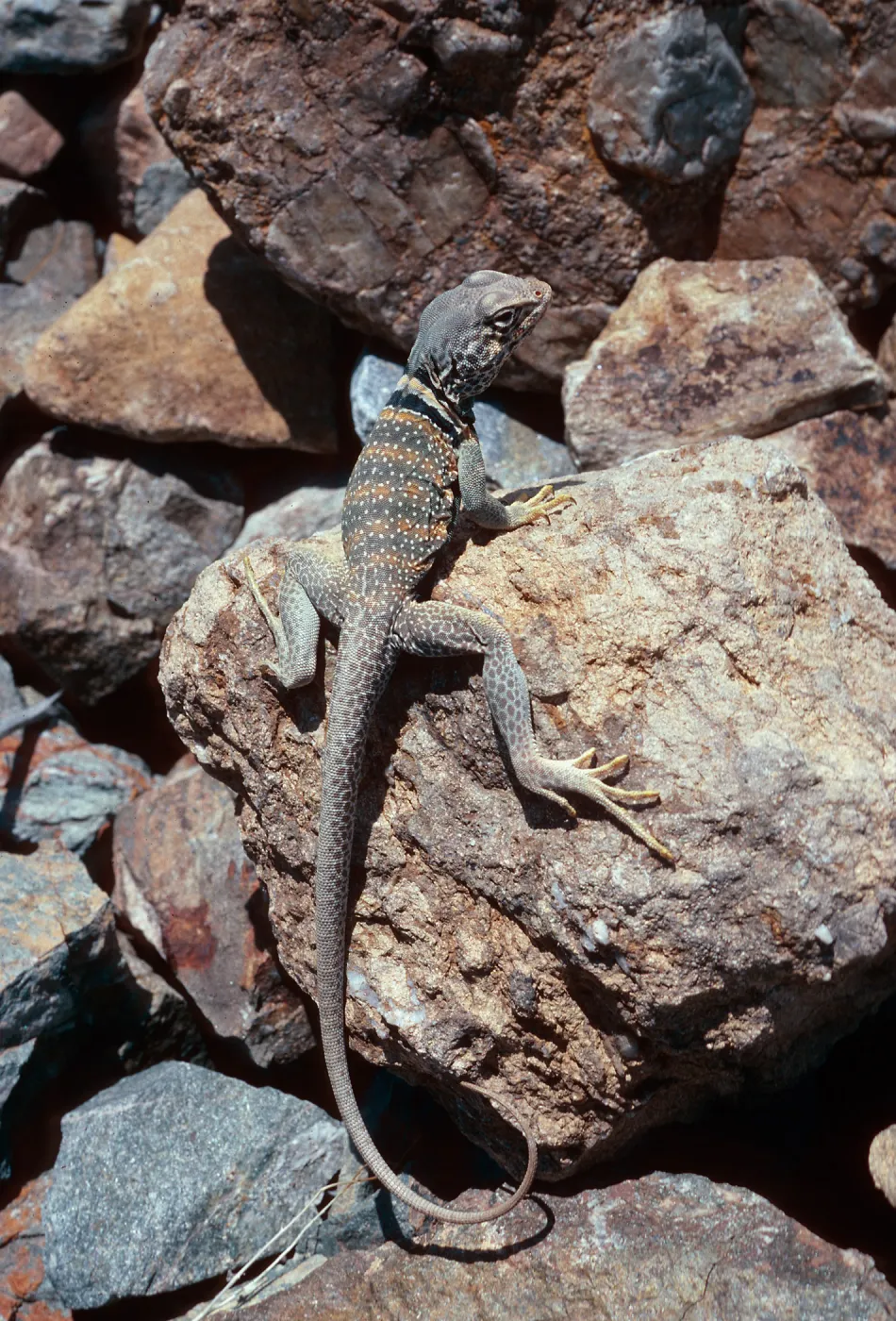 collared lizard, picnic ground 0.4 mile, west of Wildrose Spring, Panamint Mountains, Death Valley