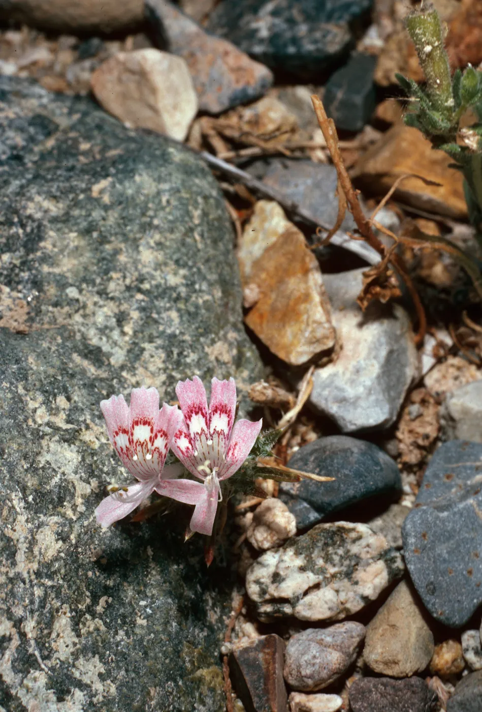 Langloisia matthewsii, Darwin Falls, Panamint Valley, Death Valley National Park