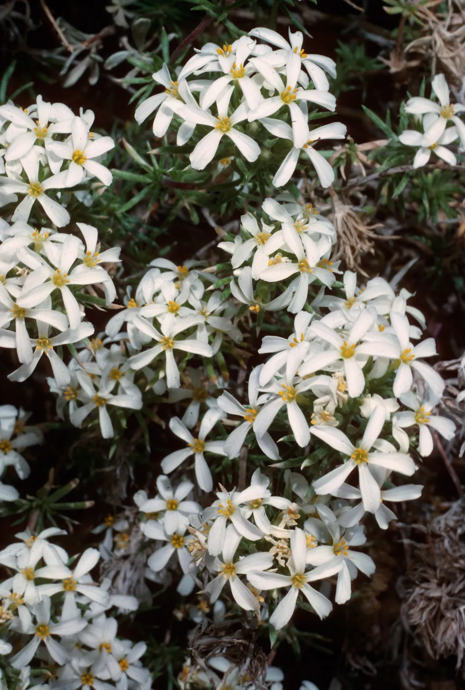 Linanthus nuttallii, head of Wyman Canyon, White Mountains, Inyo National Forest