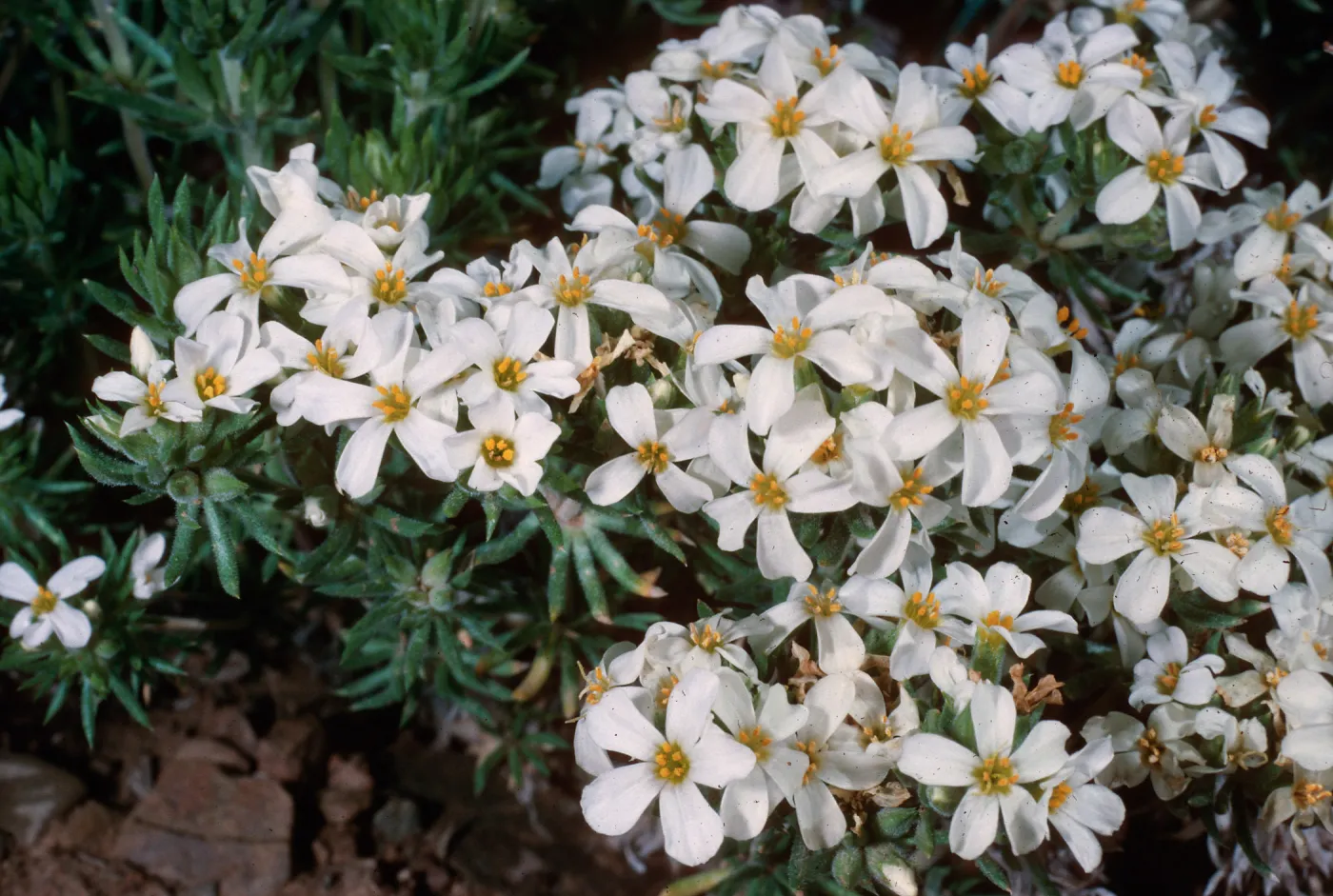 Linanthus nuttallii, head of Wyman Canyon, White Mountains, Inyo National Forest