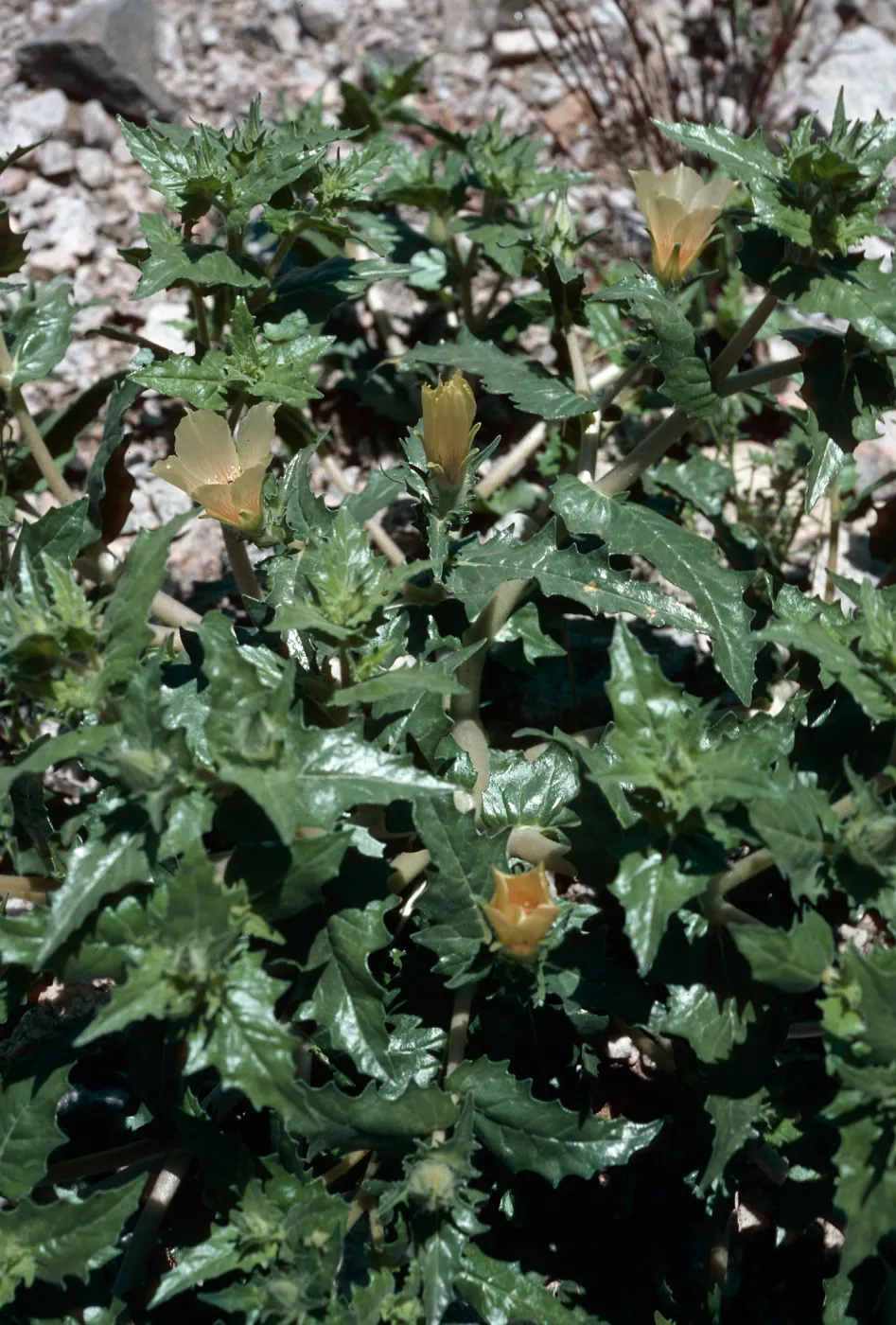 Mentzelia involucrata, Lake Cahuilla, Riverside County