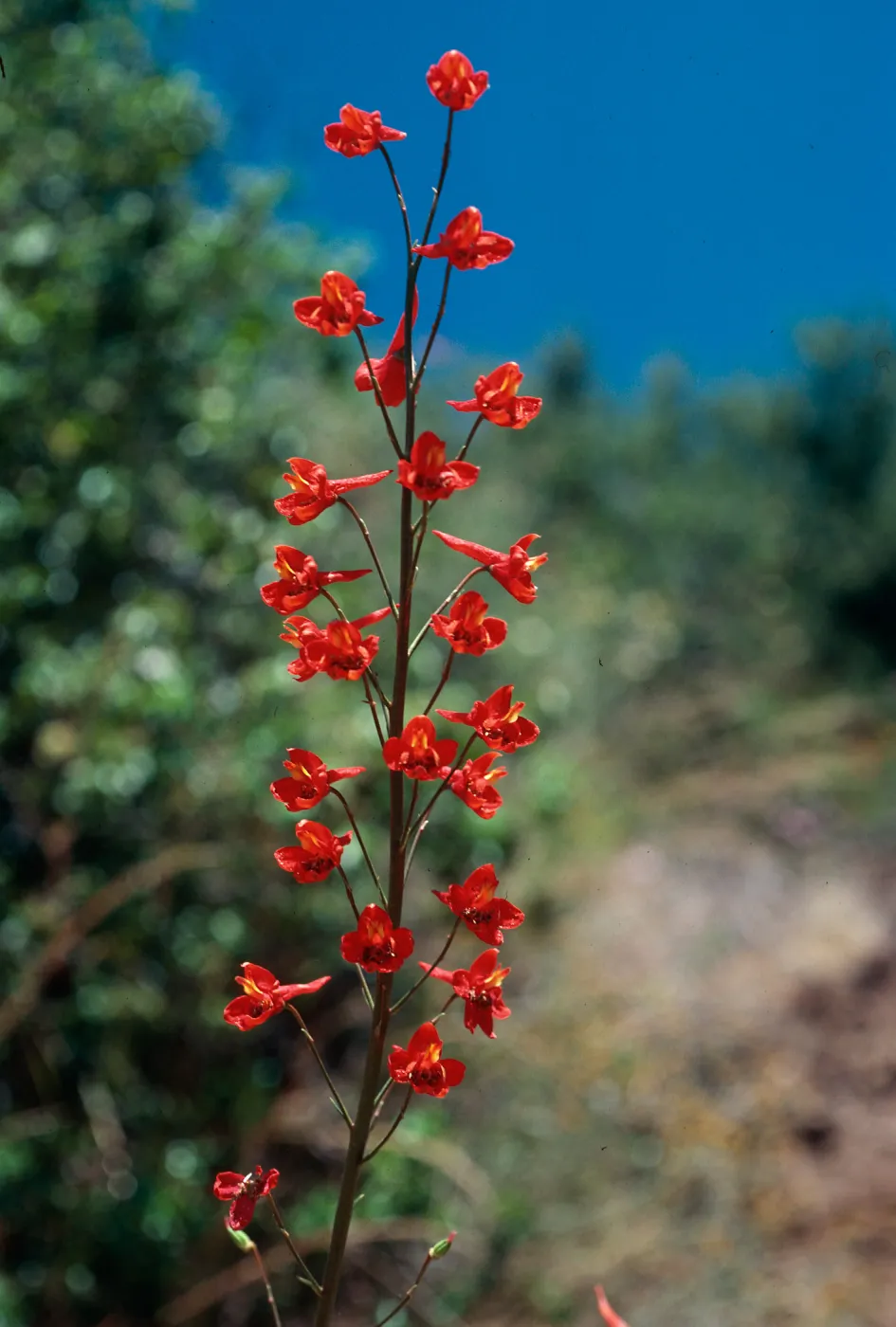 Delphinium cardinale, ruins-East Camino Cielo, Santa Barbara County