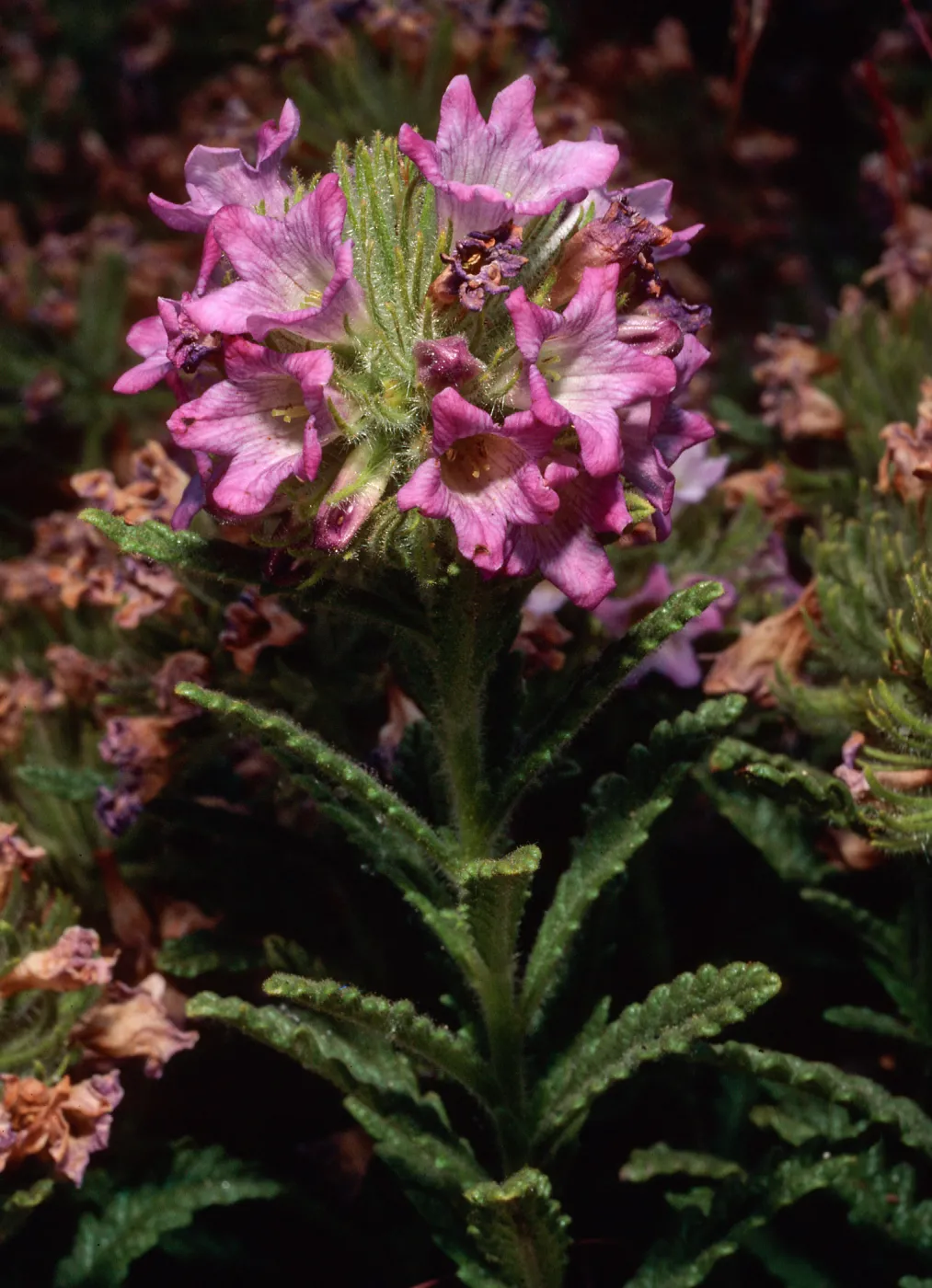 Nama rothrockii, Onion Valley, Sierra Nevada