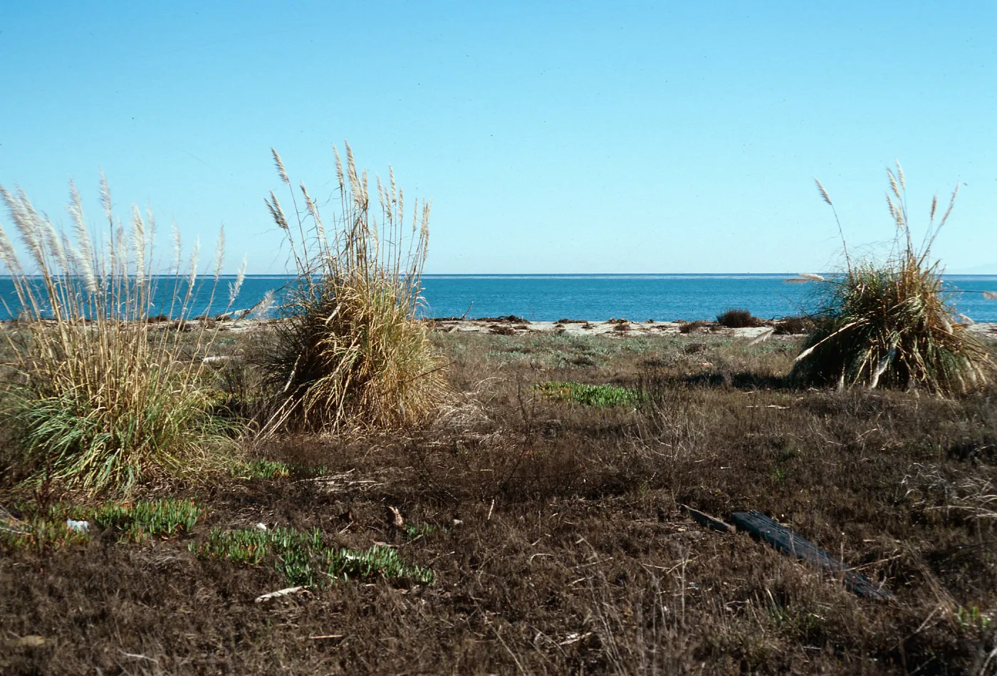 Cortaderia, Goleta Beach