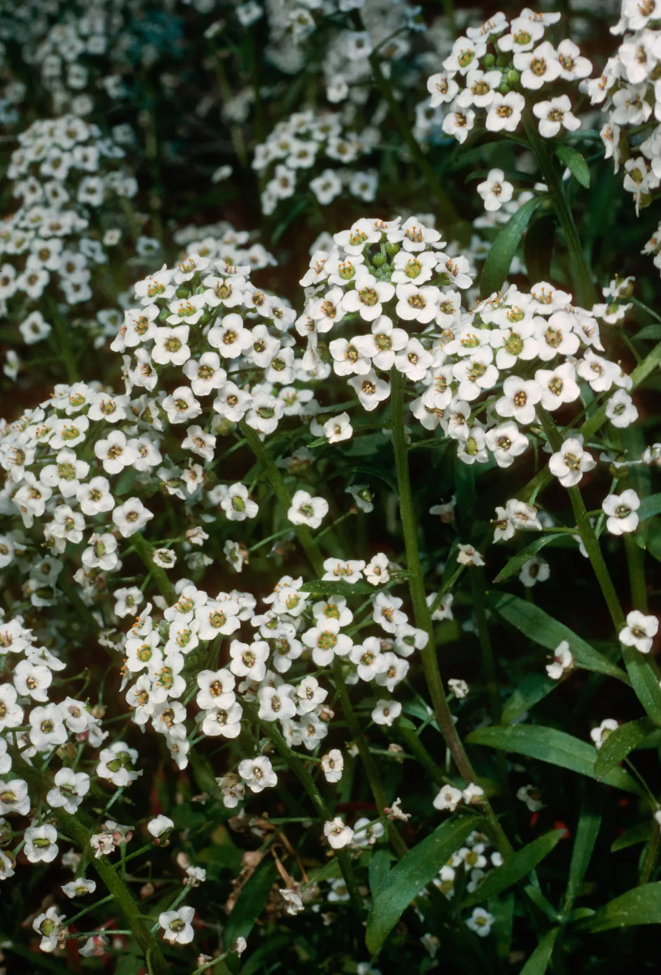 Lobularia maritima, Calle Poniente, Santa Barbara County