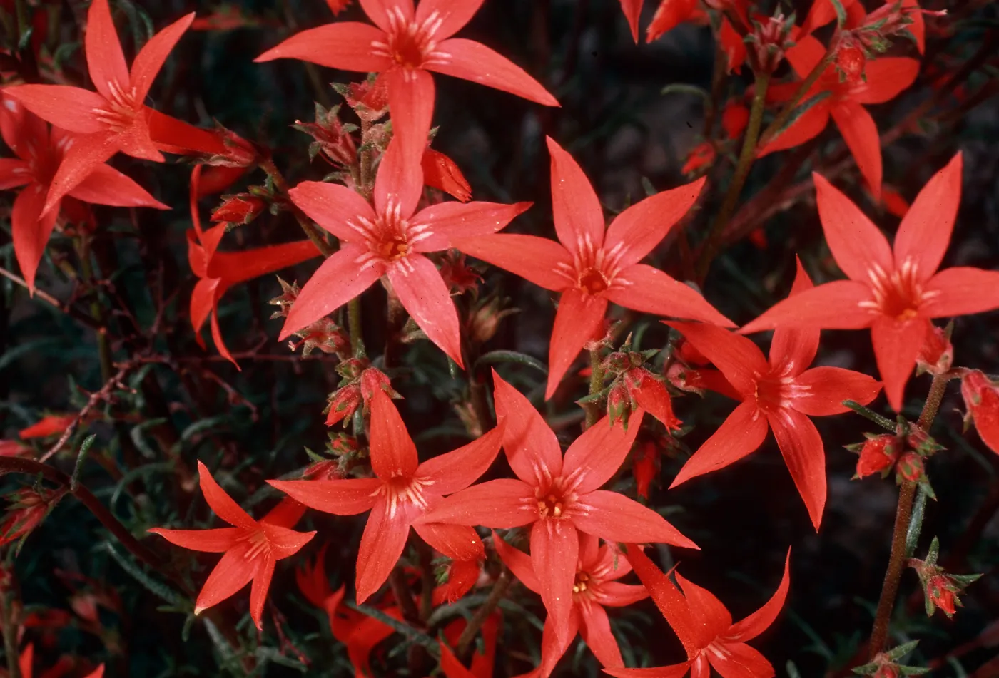 Ipomopsis aggreeata, Cedar Canyon Road, Mid Hills, Mojave National Preserve, San Bernardino County